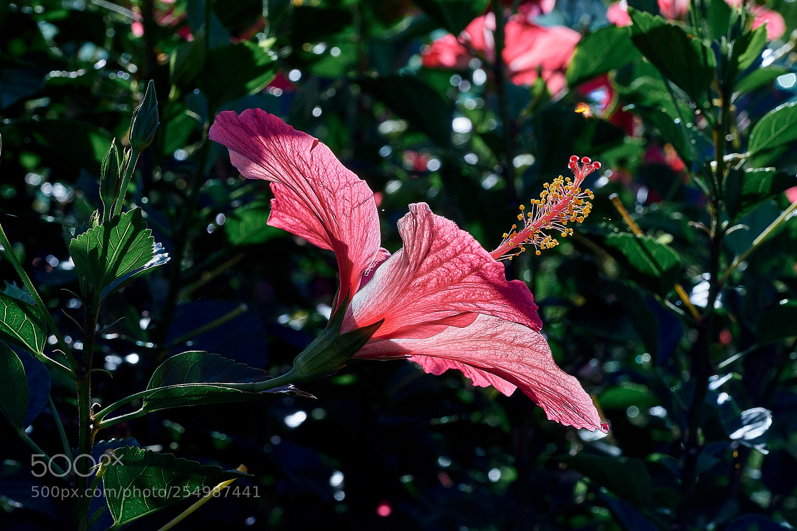 Sony a7 sample photo. Abg_180422_10 photography