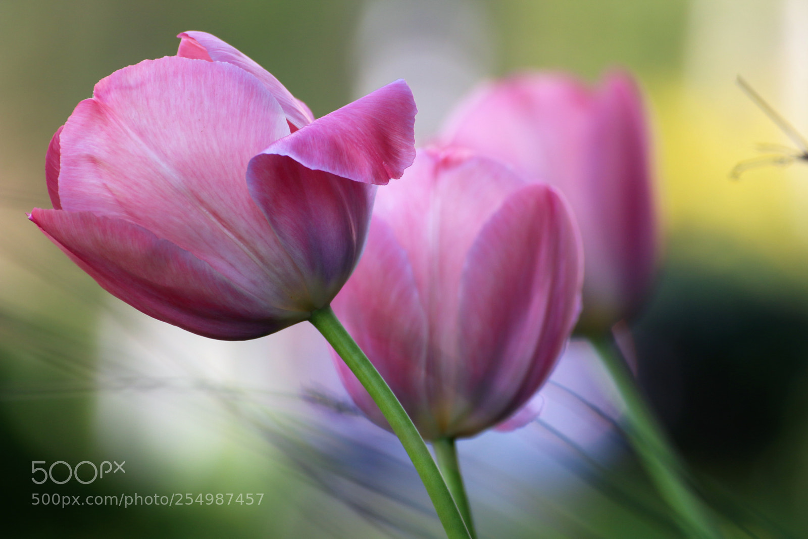 Canon EOS 70D sample photo. Flowers 5 photography