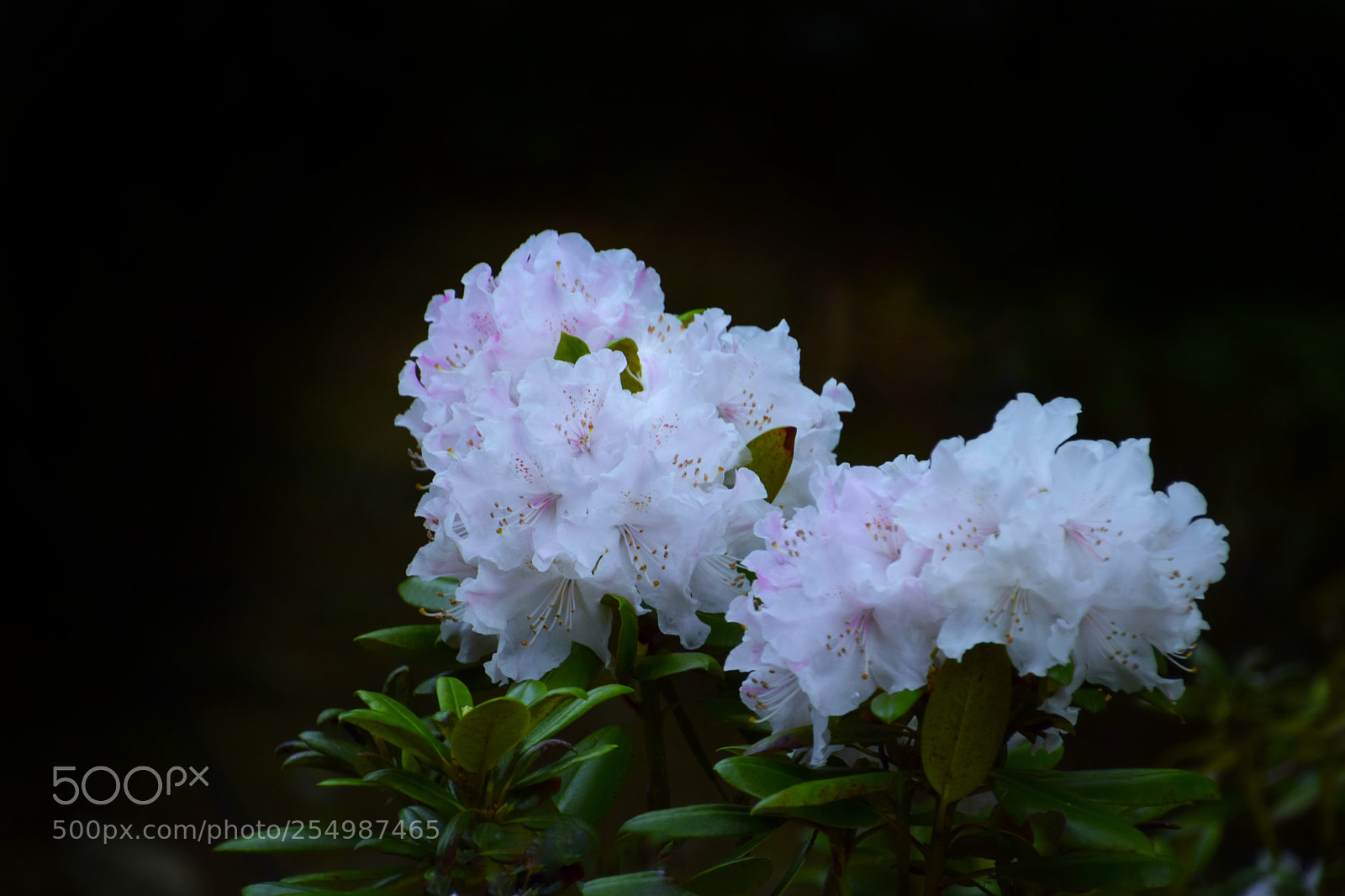 Nikon D3300 sample photo. Peony (5) photography