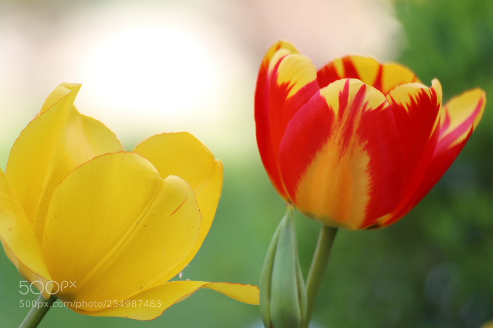 Canon EOS 70D sample photo. Flowers 6 photography