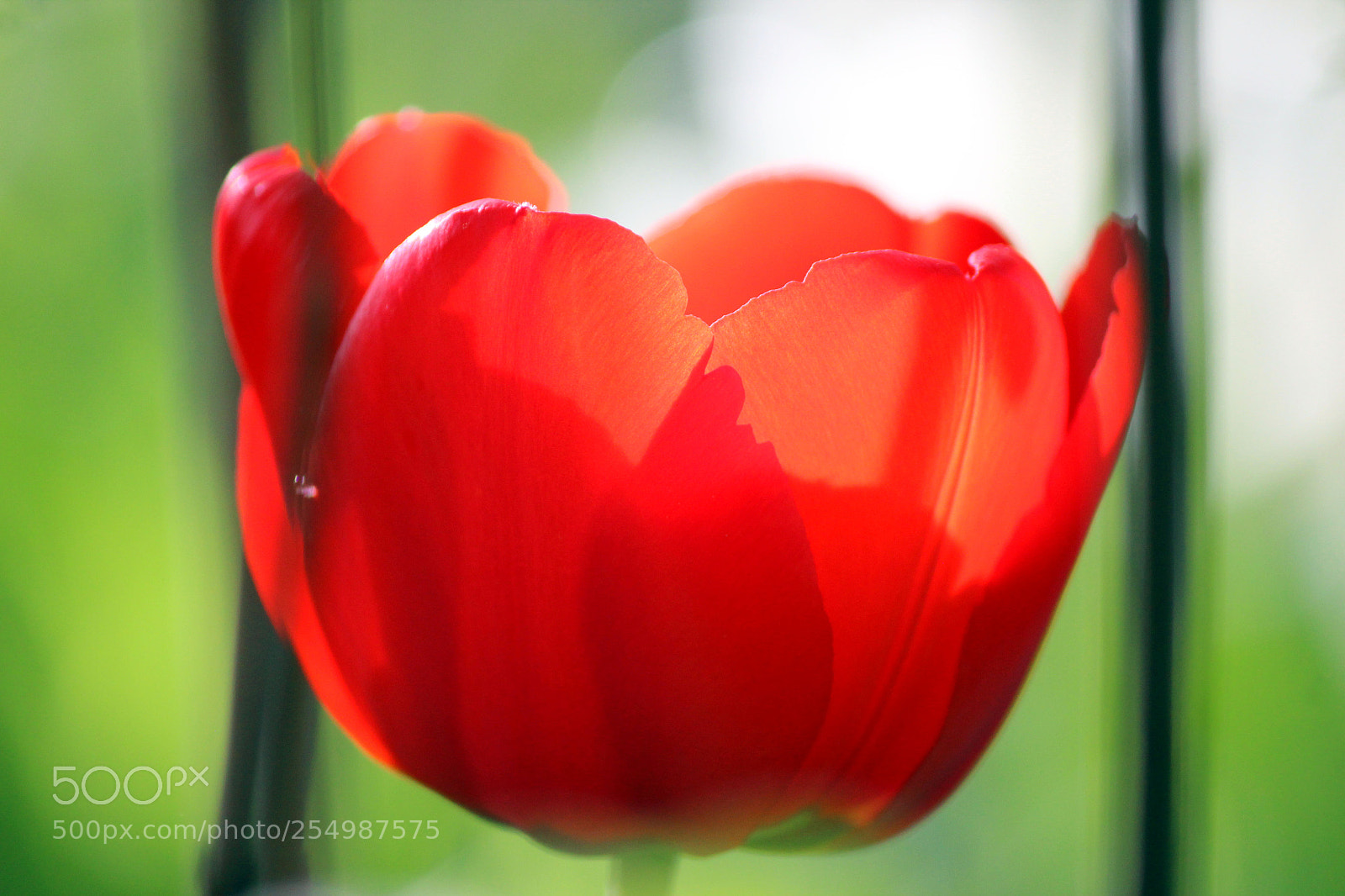 Canon EOS 600D (Rebel EOS T3i / EOS Kiss X5) sample photo. Red tulip photography