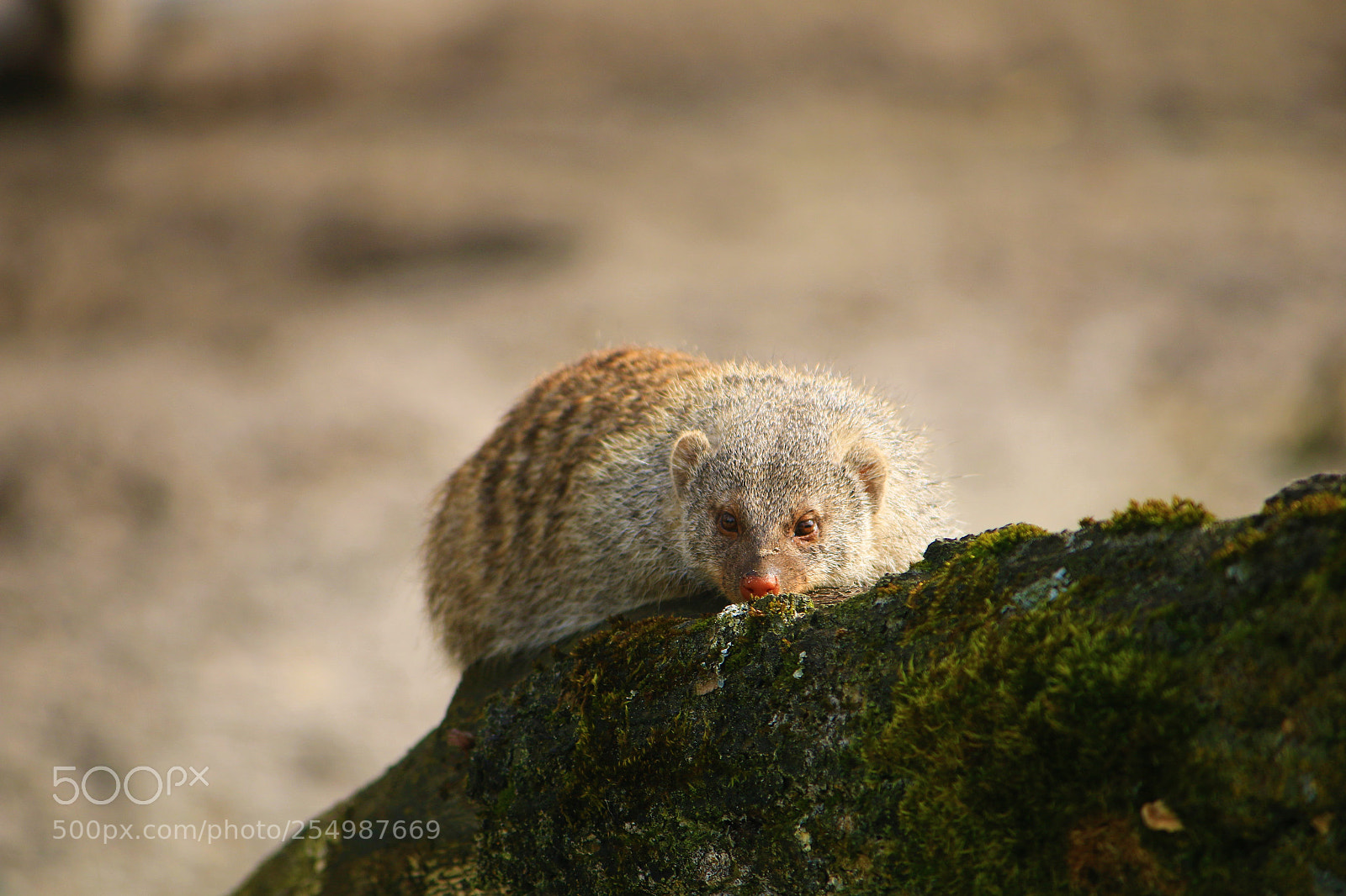 Canon EOS 70D sample photo. Zebra mongoose photography