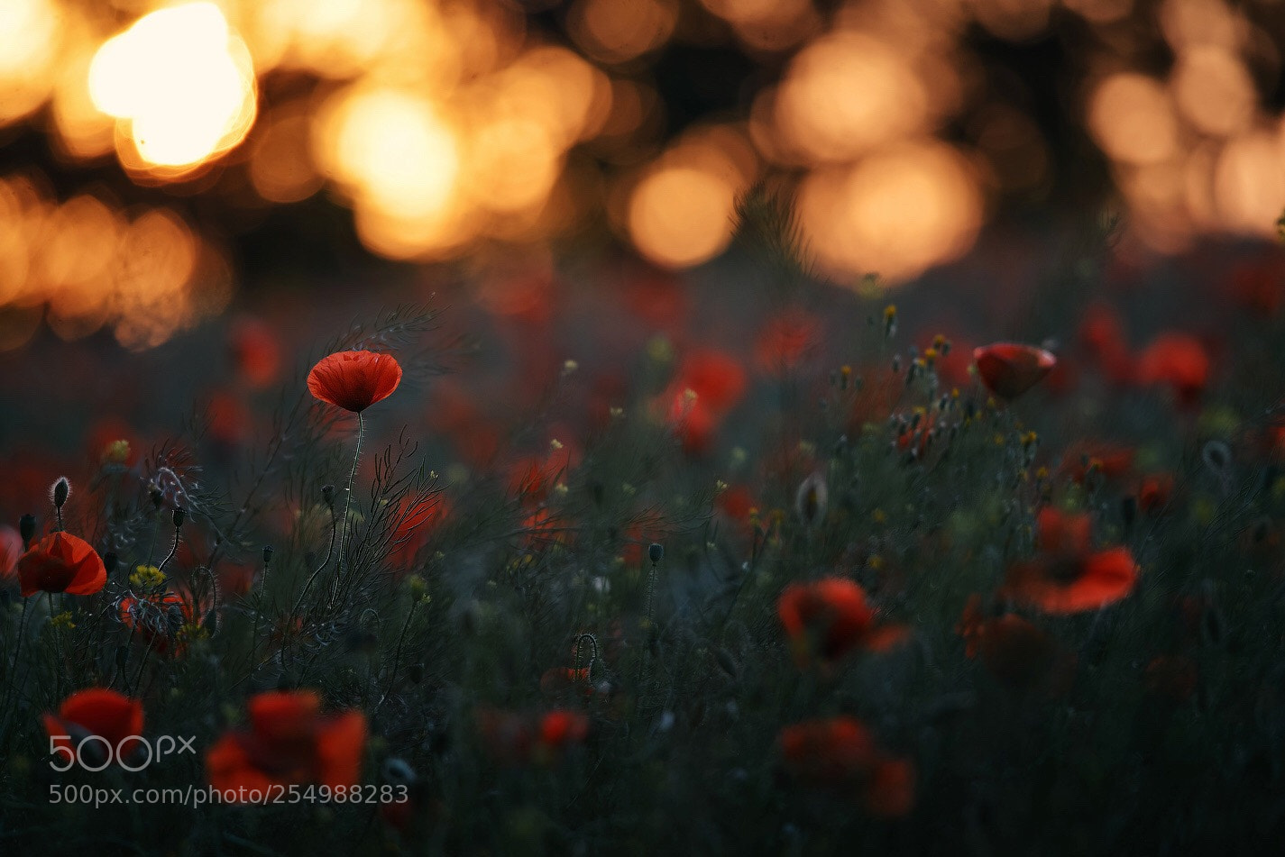 Nikon D600 sample photo. Poppys photography