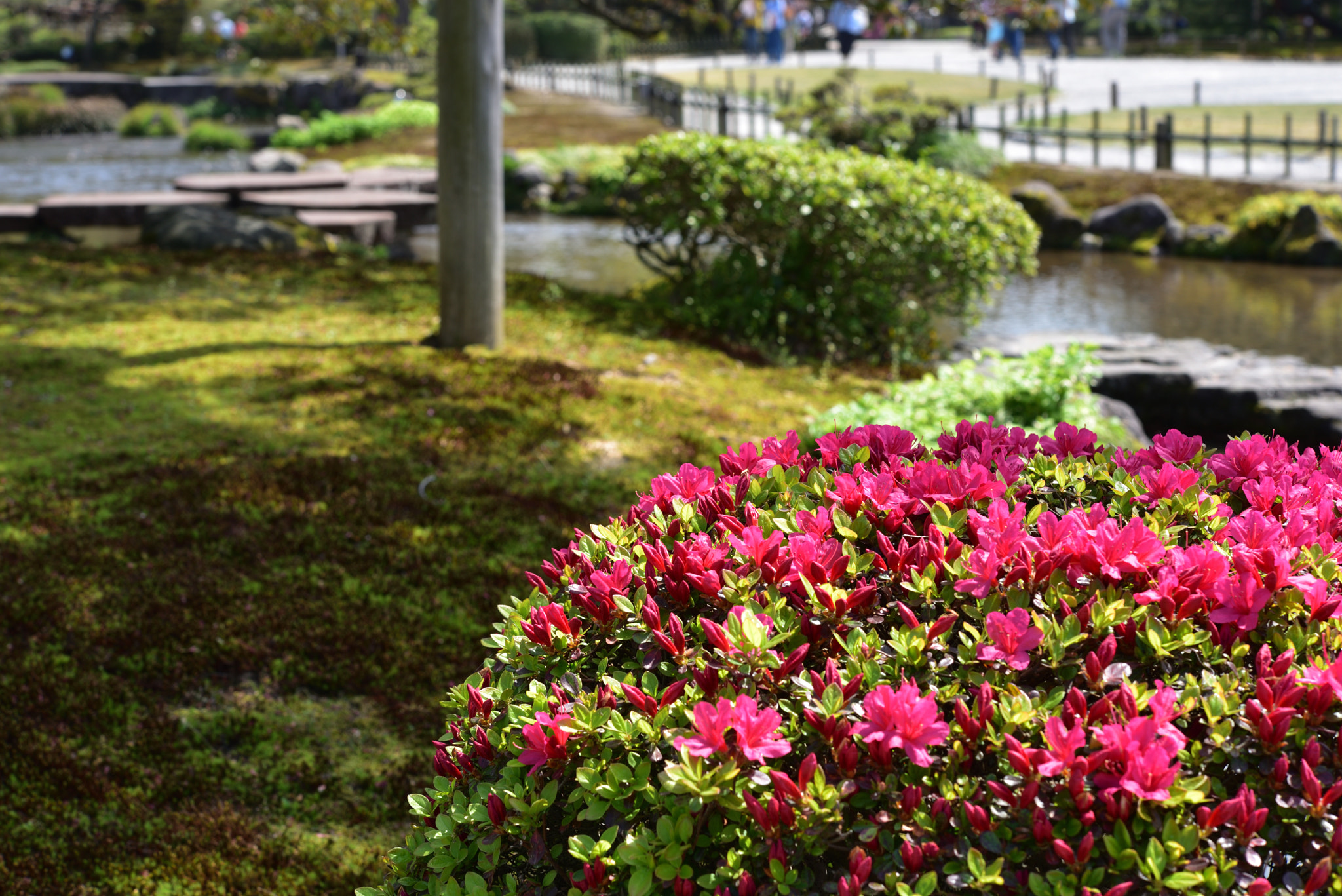 Nikon AF-S Micro-Nikkor 60mm F2.8G ED sample photo. ツツジと亀甲橋 兼六園 photography