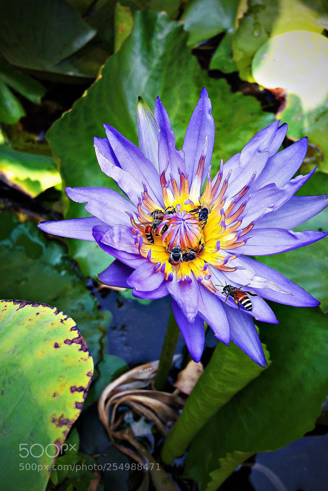 Samsung Galaxy A5(2016) sample photo. Untitled photography