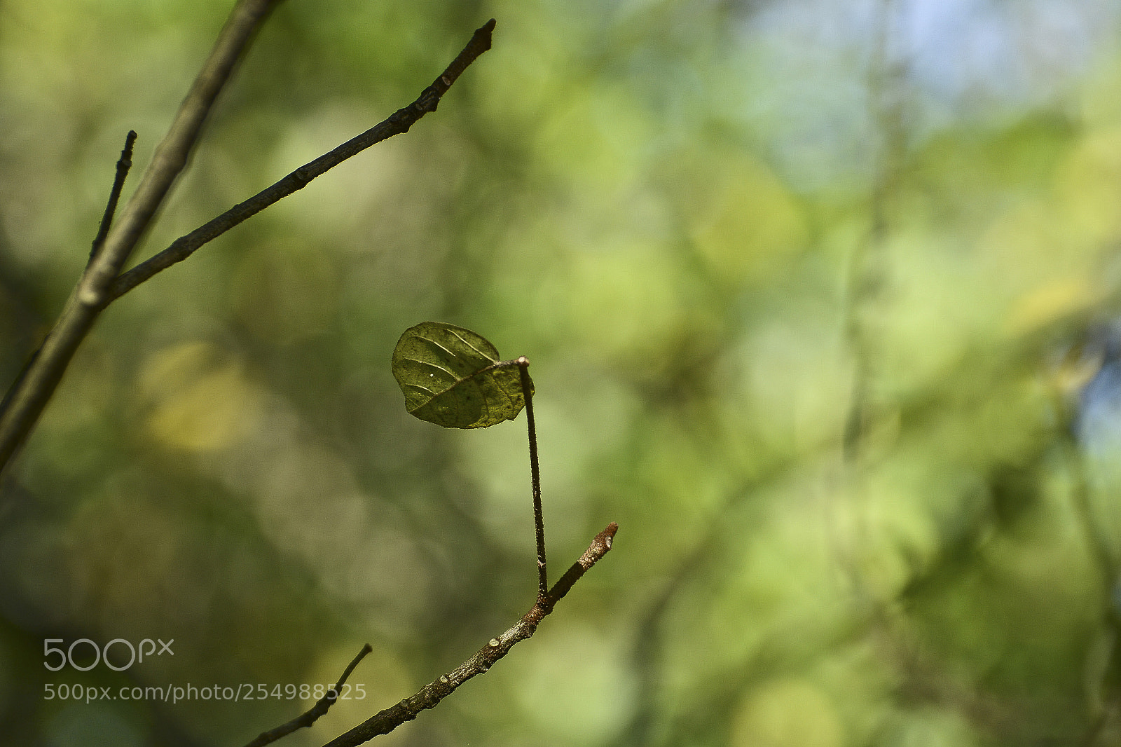 Nikon D7100 sample photo. A beleza simples e photography