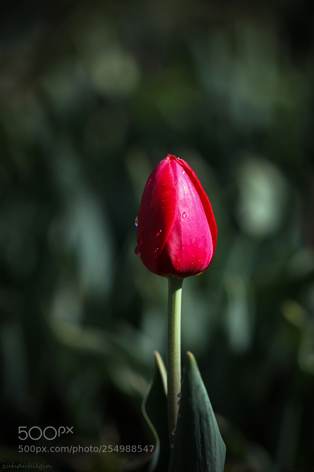 Canon EOS 5D Mark II sample photo. Red tulips.. photography