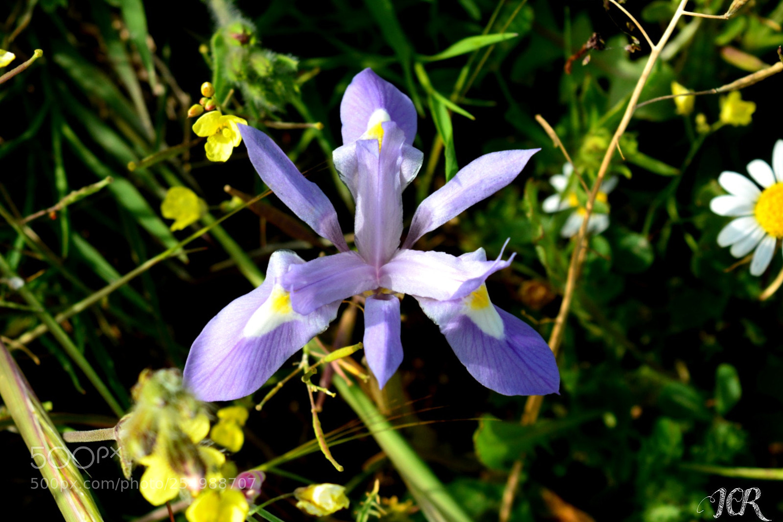 Nikon D5200 sample photo. Flor photography
