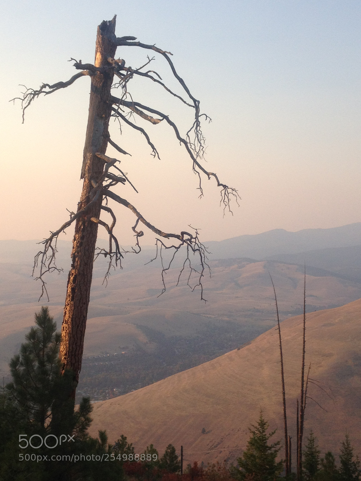 Apple iPhone 4S sample photo. Dead tree in a photography