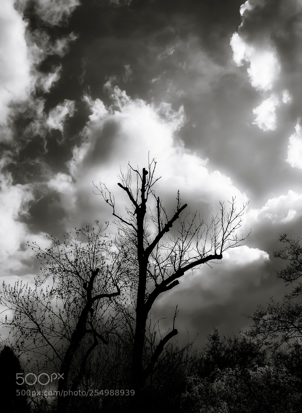 Nikon D7500 sample photo. L' tourneau sansonnet ...alone photography