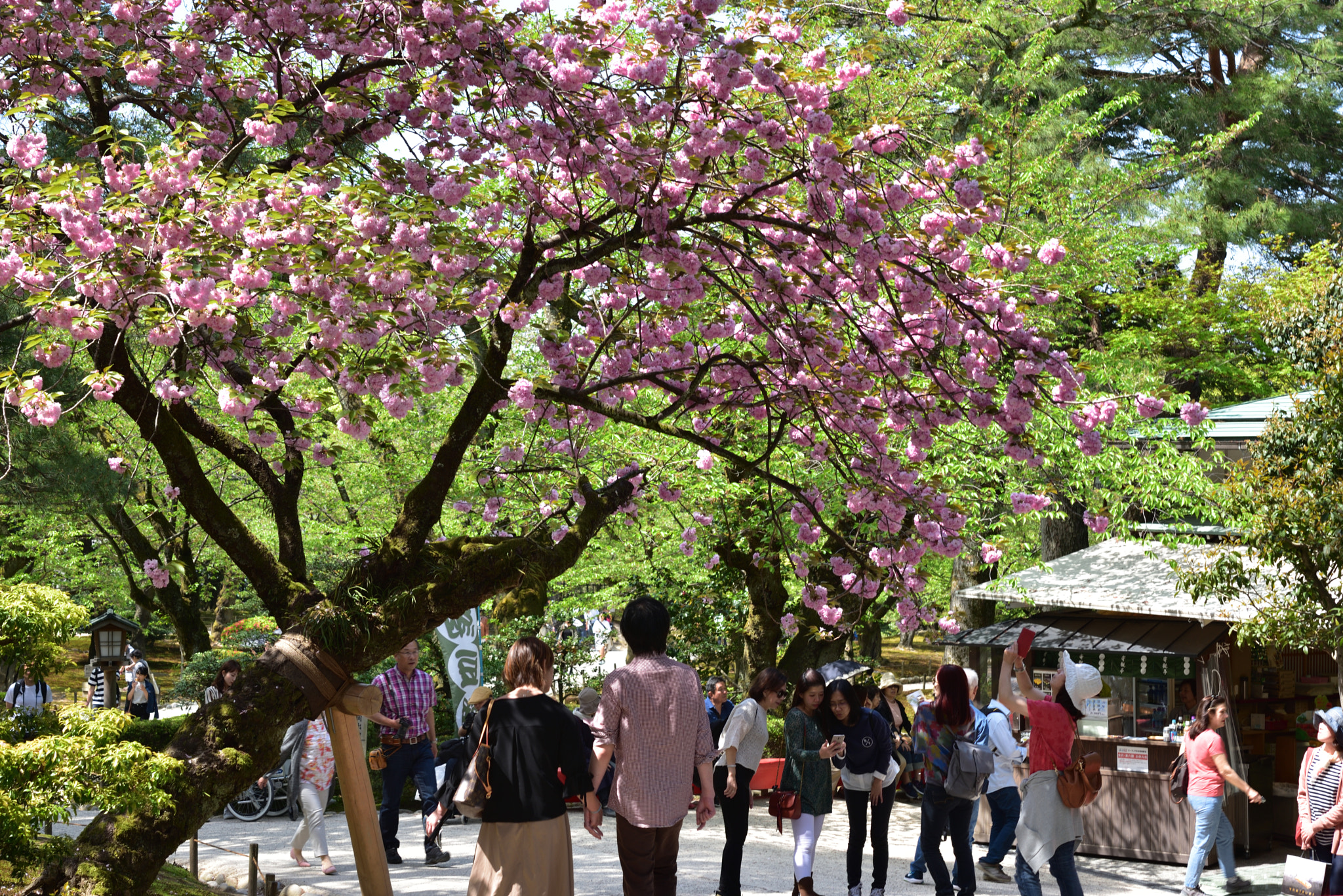 Nikon AF-S Micro-Nikkor 60mm F2.8G ED sample photo. 売店と八重桜 兼六園 photography