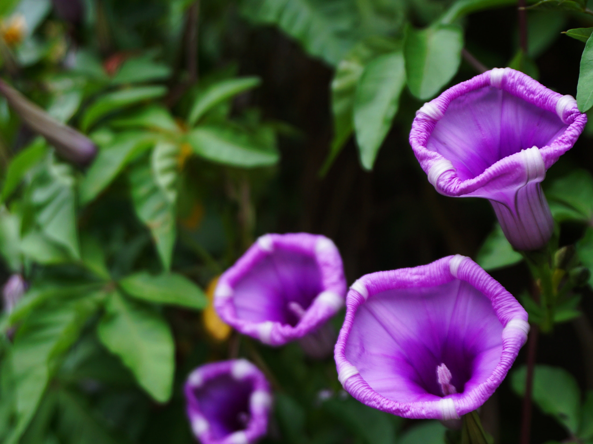 Sony a5100 + Sony E 18-50mm F4-5.6 sample photo. Morning glory photography