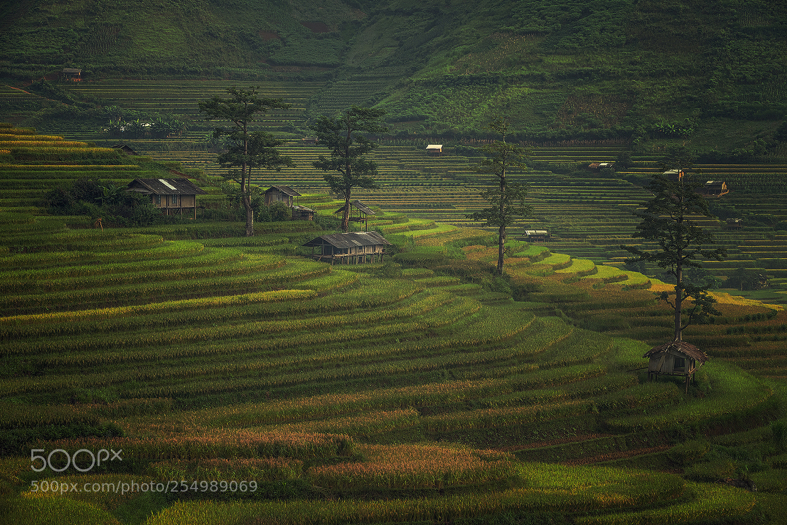 Nikon D810 sample photo. Mu cang chai, vietnam photography