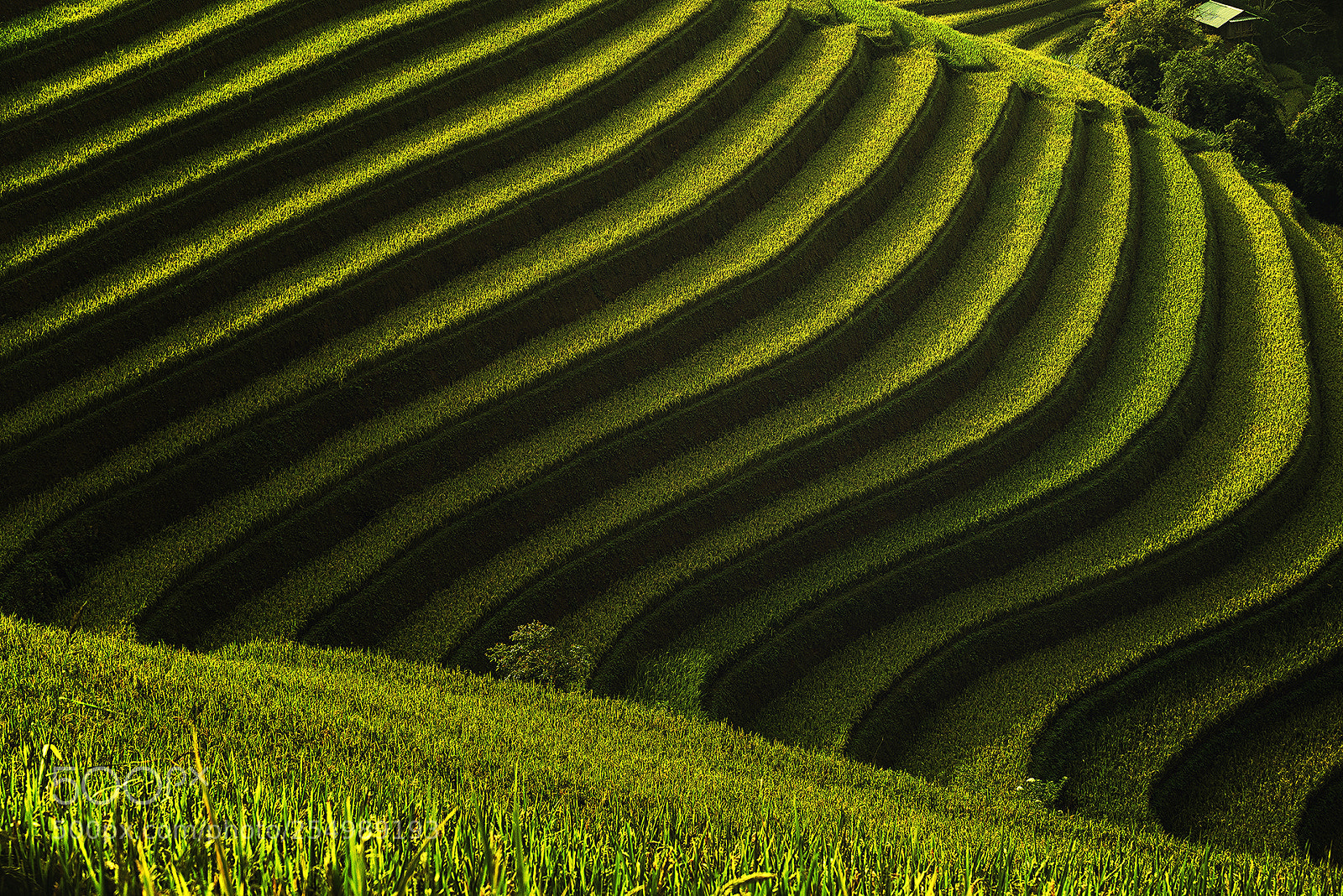 Nikon D810 sample photo. Mu cang chai, vietnam photography
