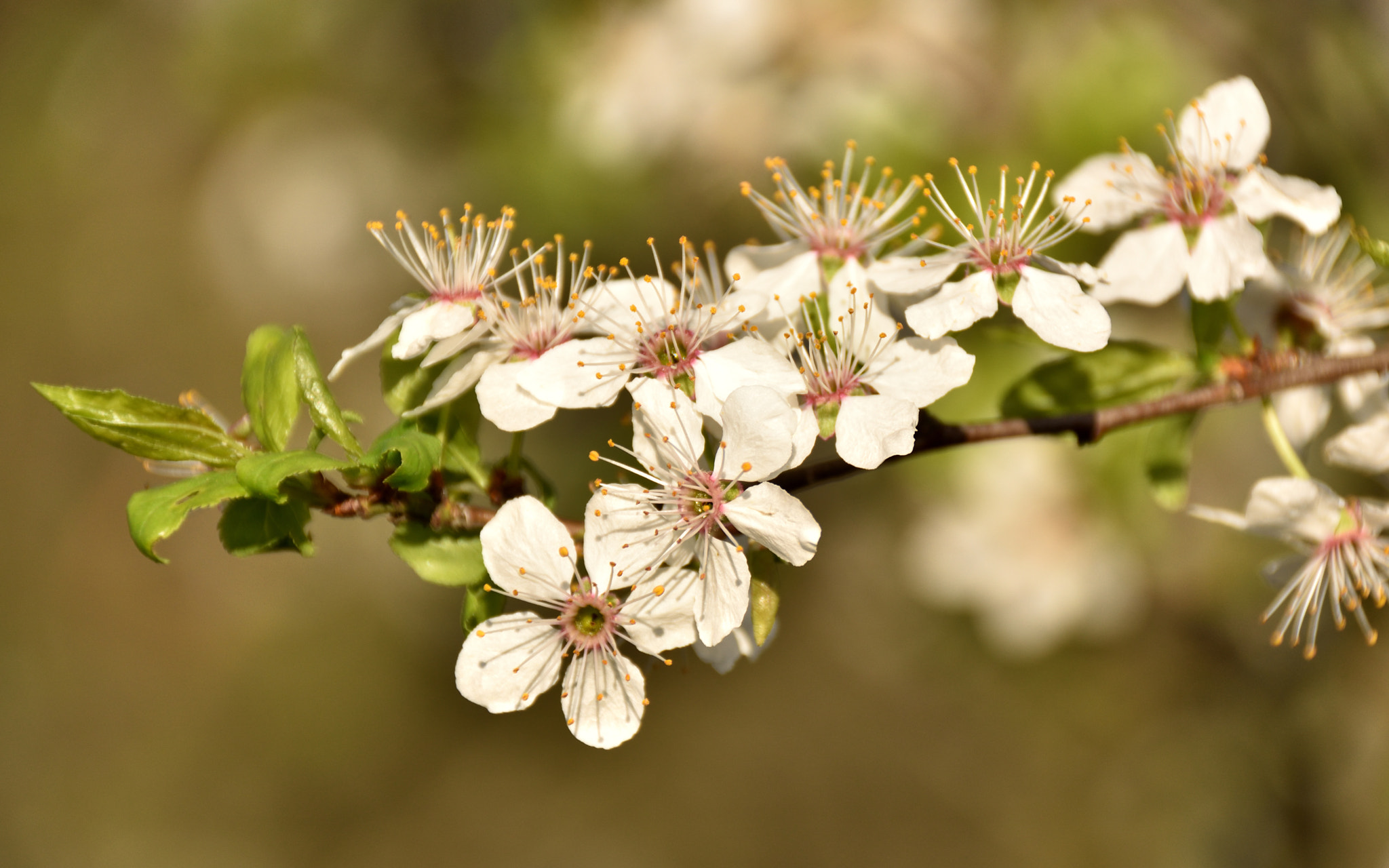Sigma 18-250mm F3.5-6.3 DC Macro OS HSM sample photo. Blossom photography