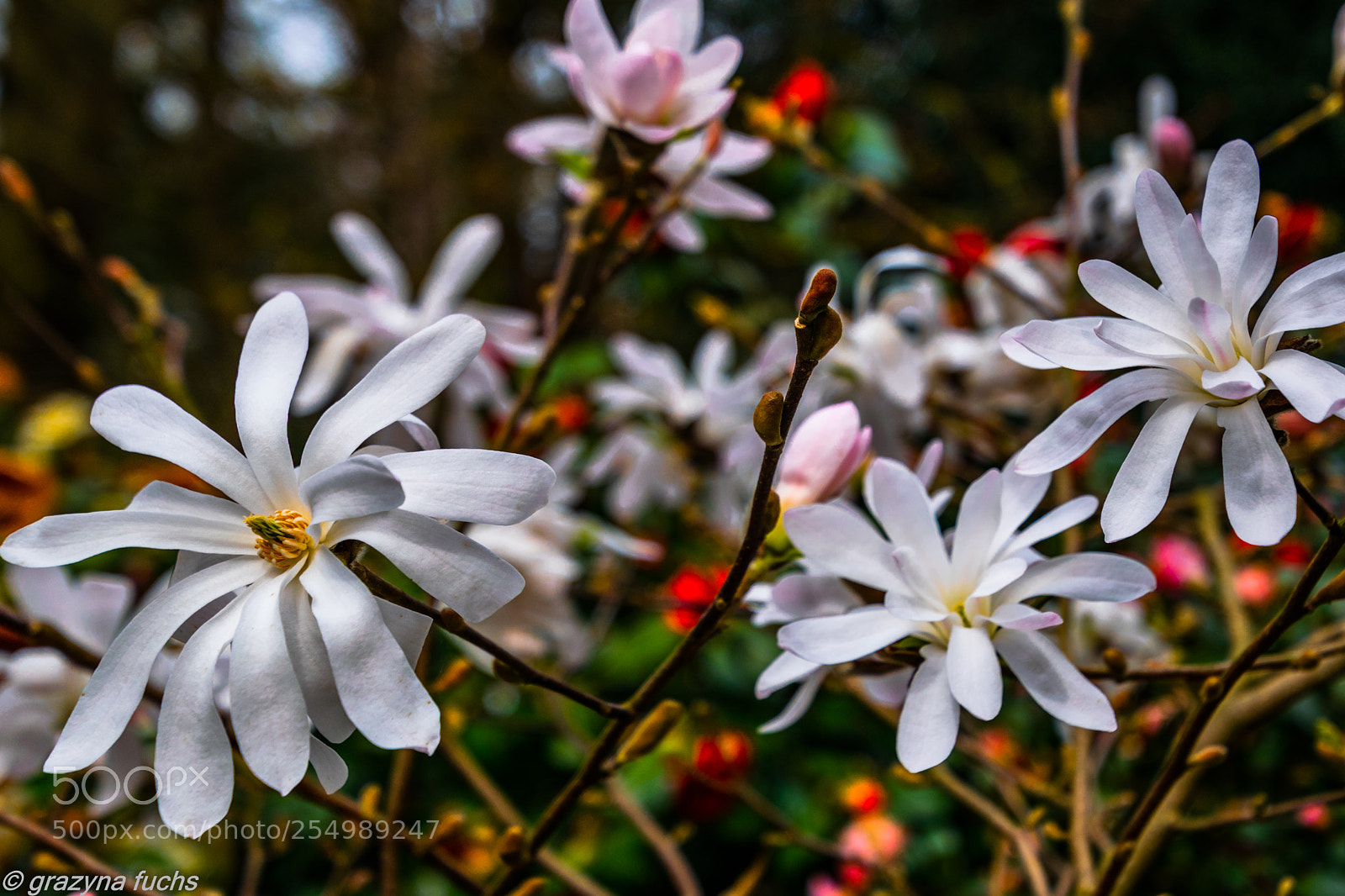 Nikon D3300 sample photo. Wake each day excited photography