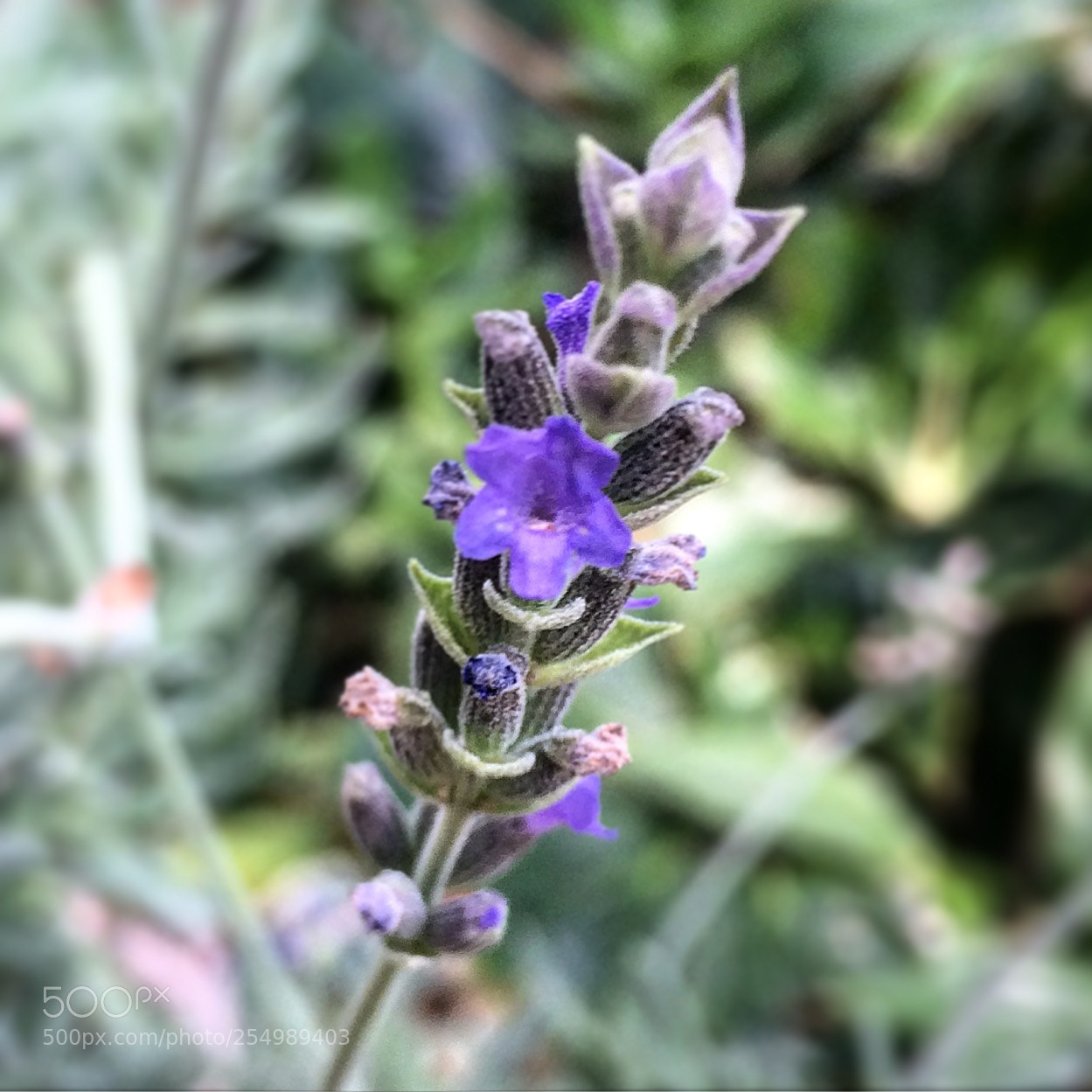 Apple iPhone 5s sample photo. Lavanda, en el jard photography