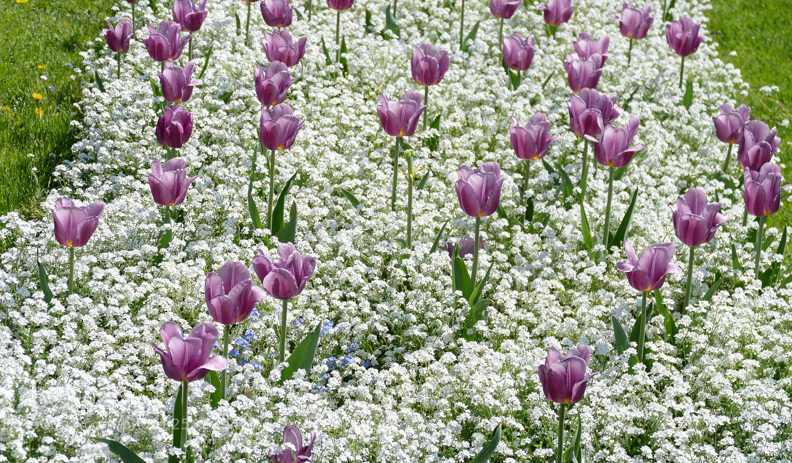 Panasonic Lumix DMC-FZ1000 sample photo. Power of flower! photography