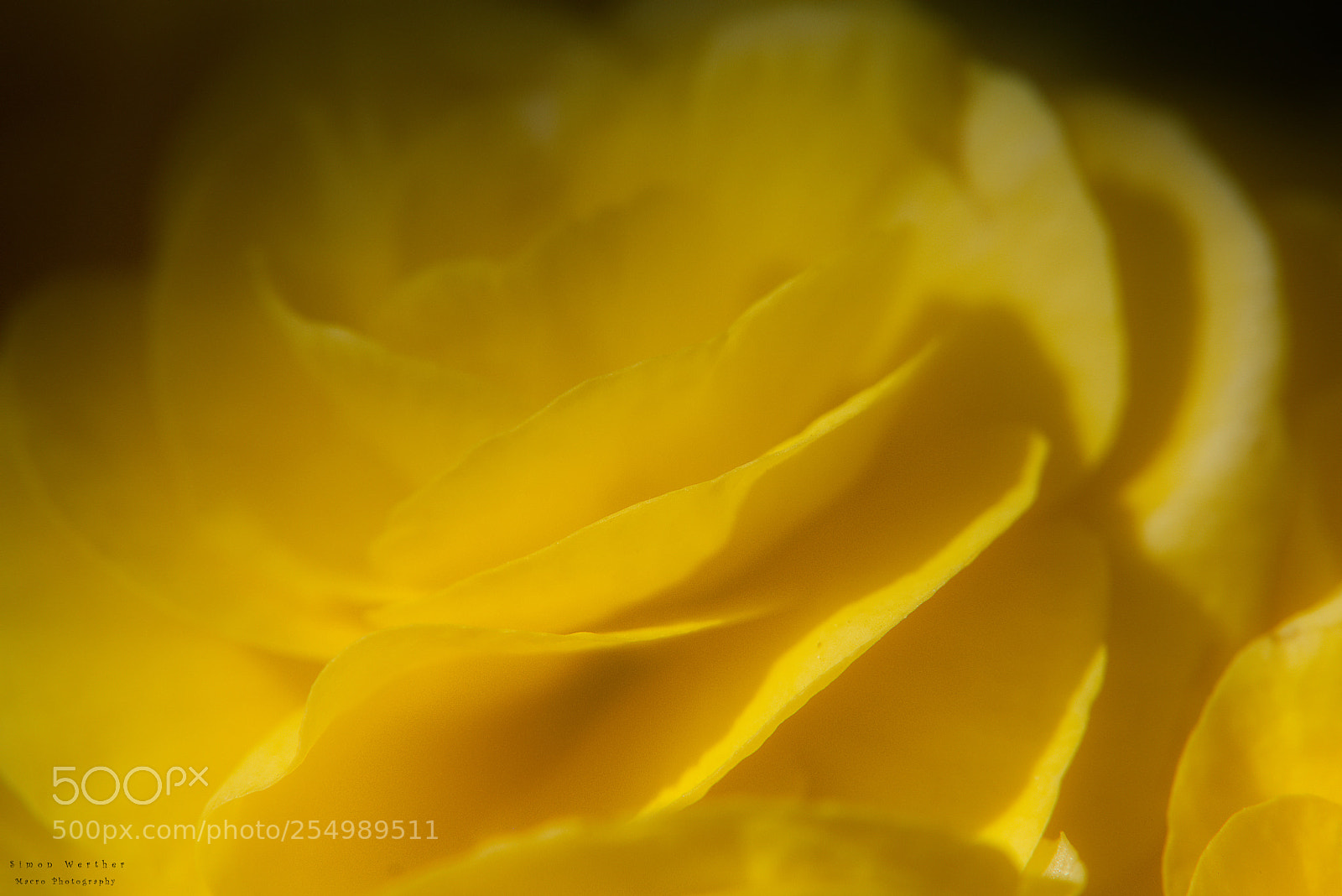 Nikon D5600 sample photo. Begonien photography