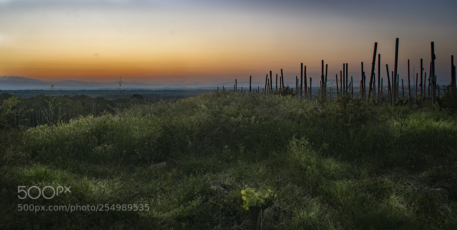 Sony ILCA-77M2 sample photo. Wine sunset photography