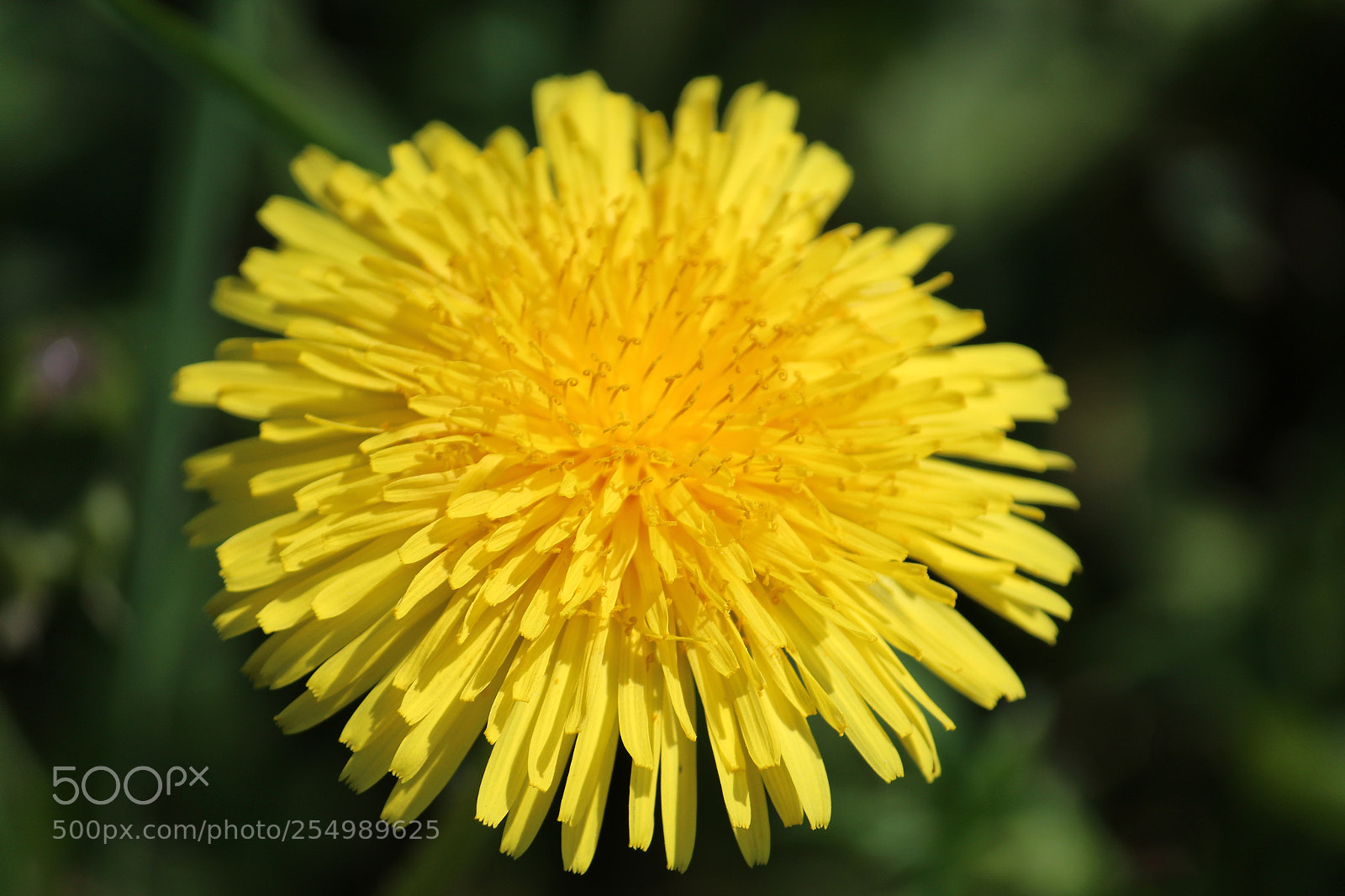 Canon EF-S 55-250mm F4-5.6 IS II sample photo. Yellow.. photography