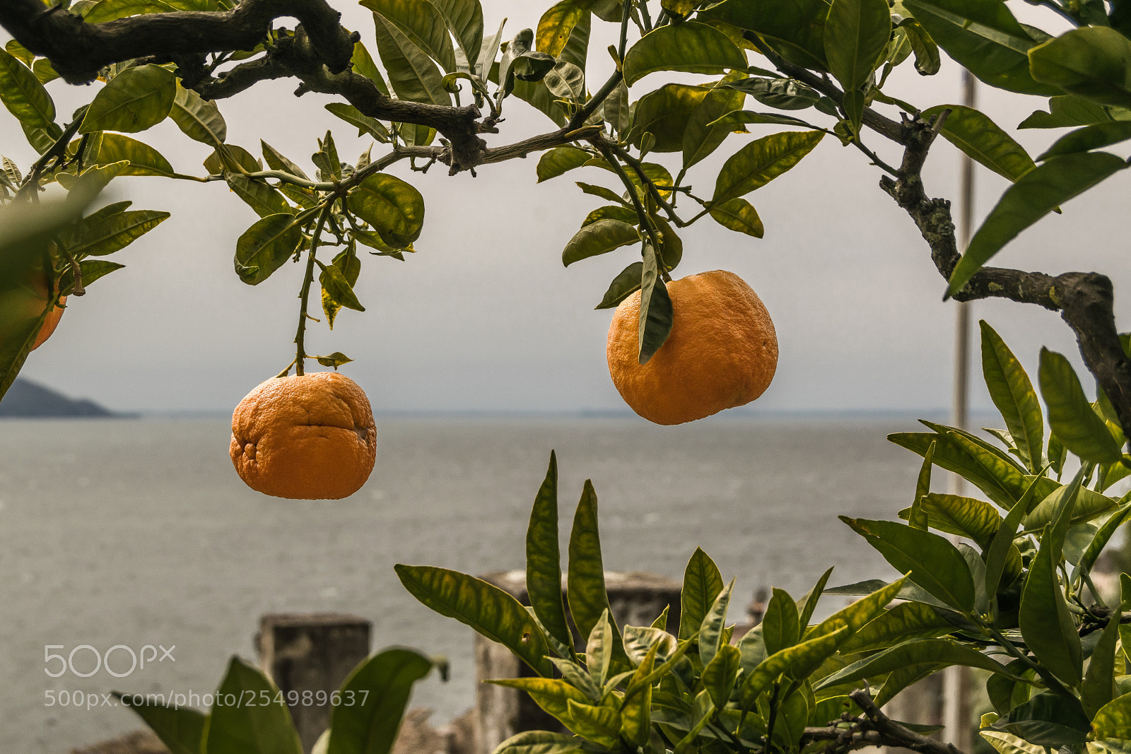Nikon D5300 sample photo. Mandarine tree photography