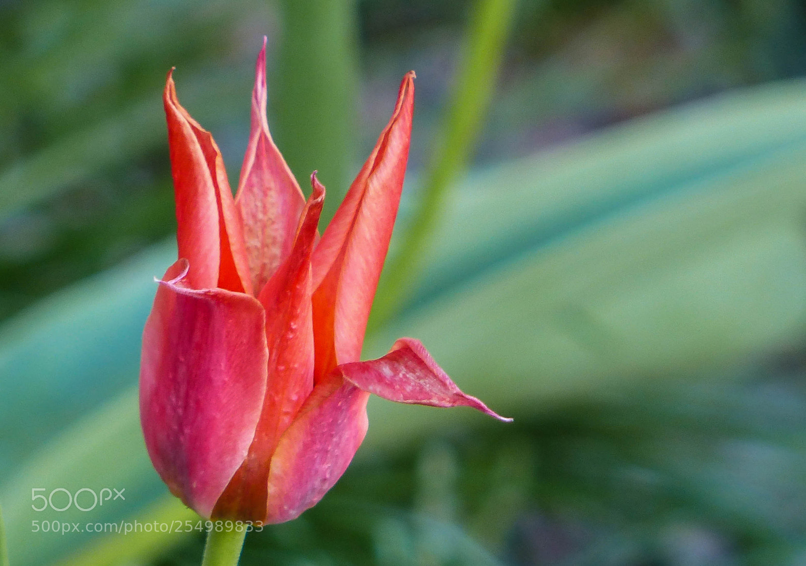 Panasonic Lumix DMC-FZ200 sample photo. Points photography