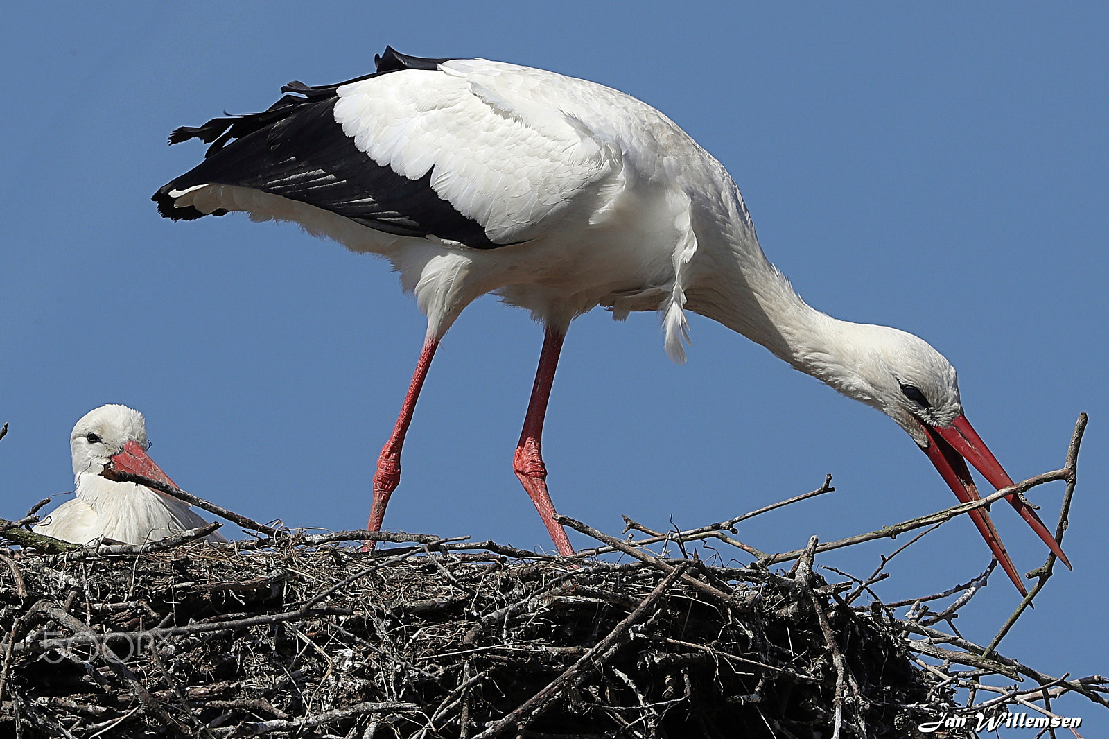 Canon EOS-1D X Mark II + Canon EF 300mm F2.8L IS II USM sample photo. Stork photography