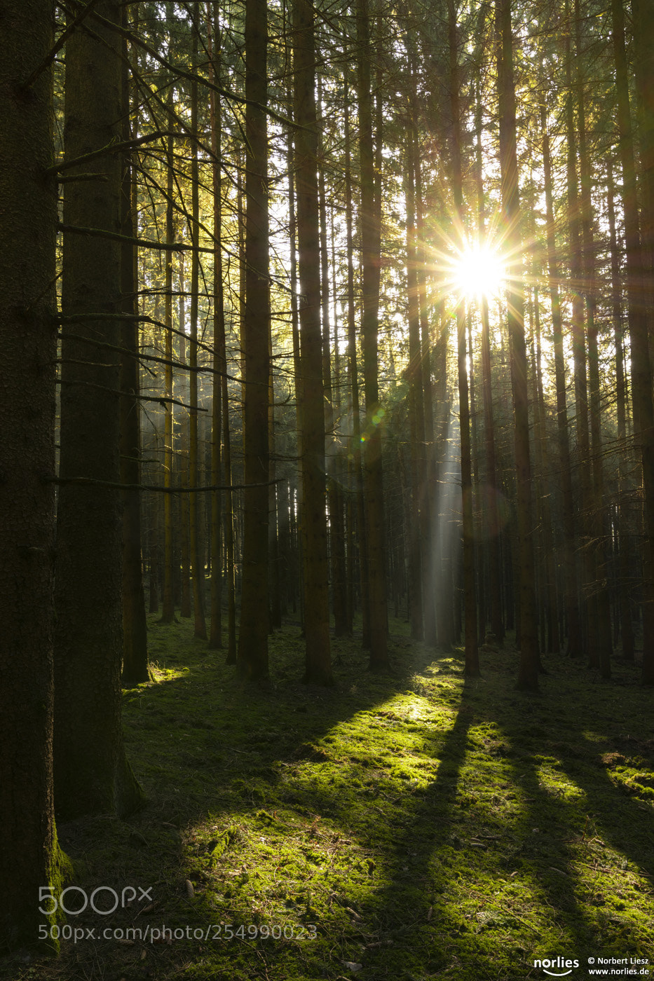 Nikon D850 sample photo. Light in the forest photography
