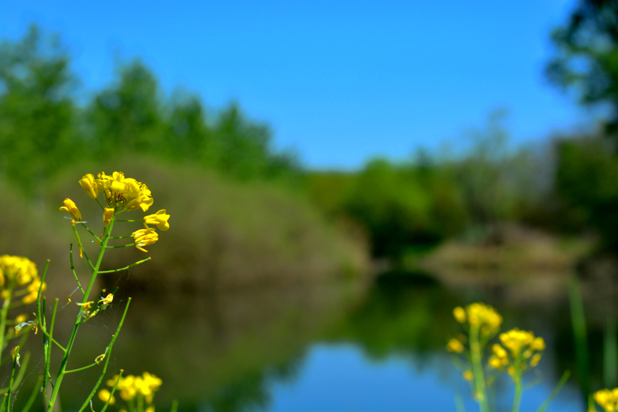 AF Zoom-Nikkor 35-70mm f/3.3-4.5 N sample photo. Perspective of flower photography