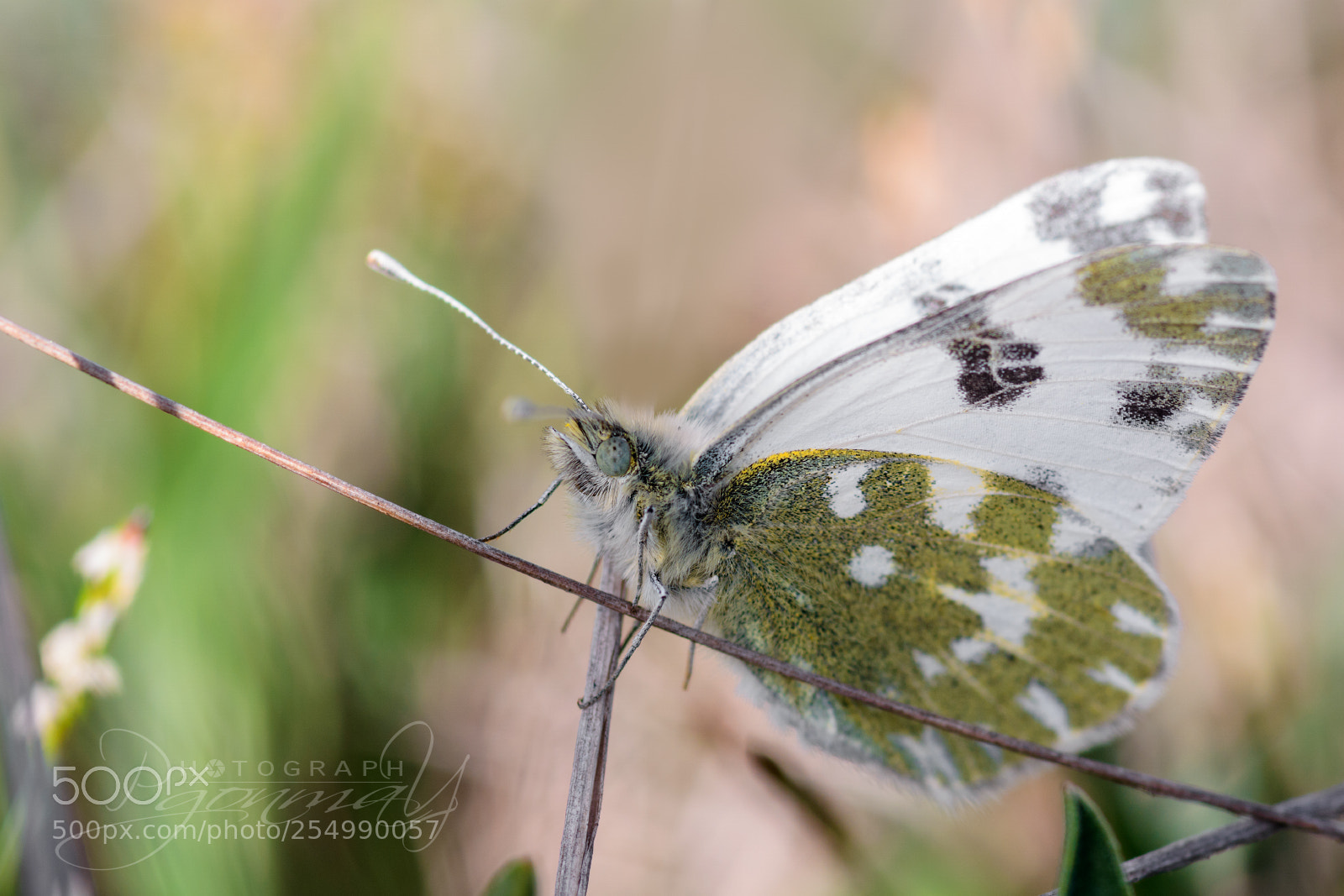 Nikon D7000 sample photo. Pontia daplidice blanquiverdosa o photography