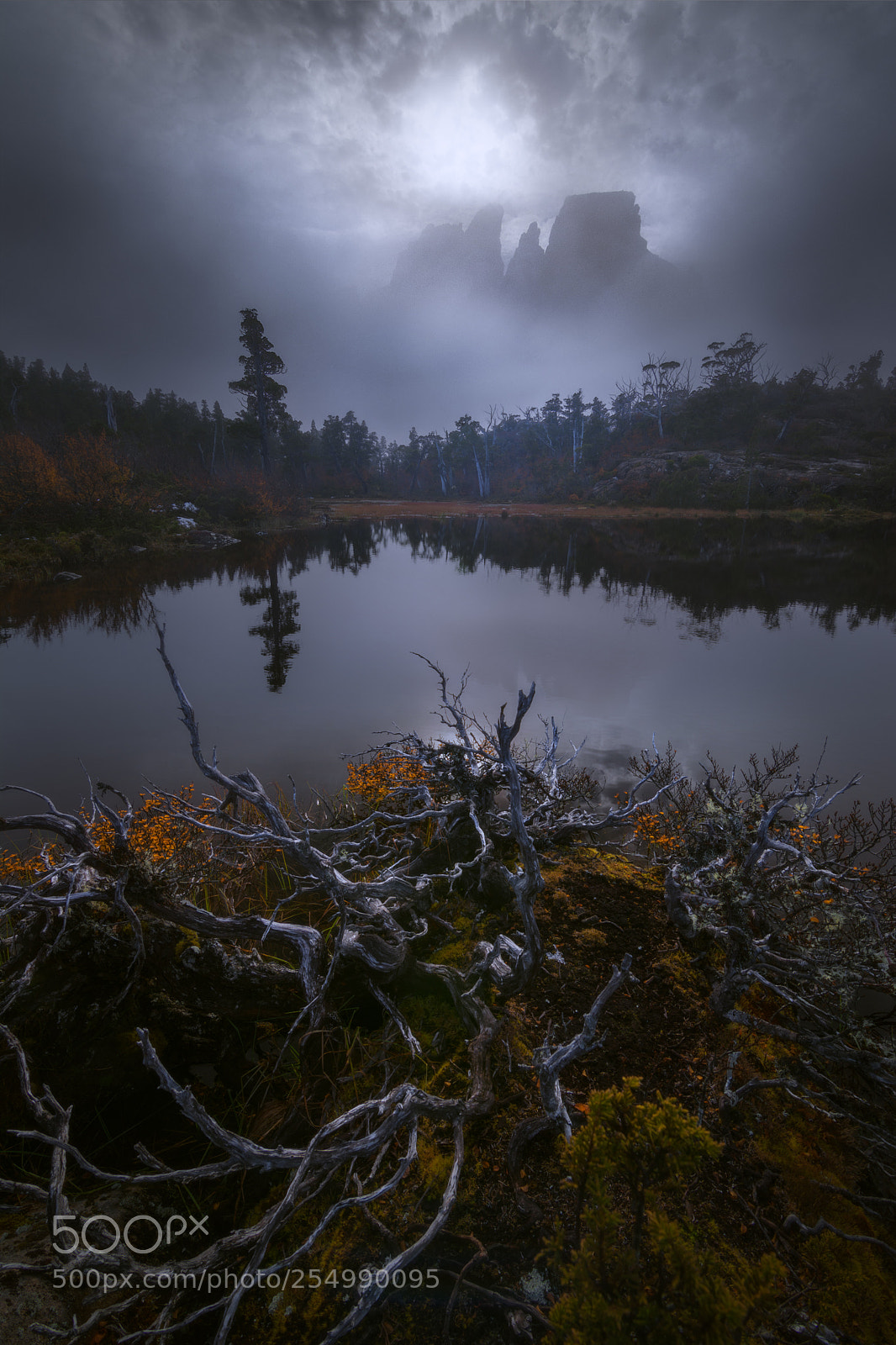 Nikon D5200 sample photo. Shrouded geryon photography