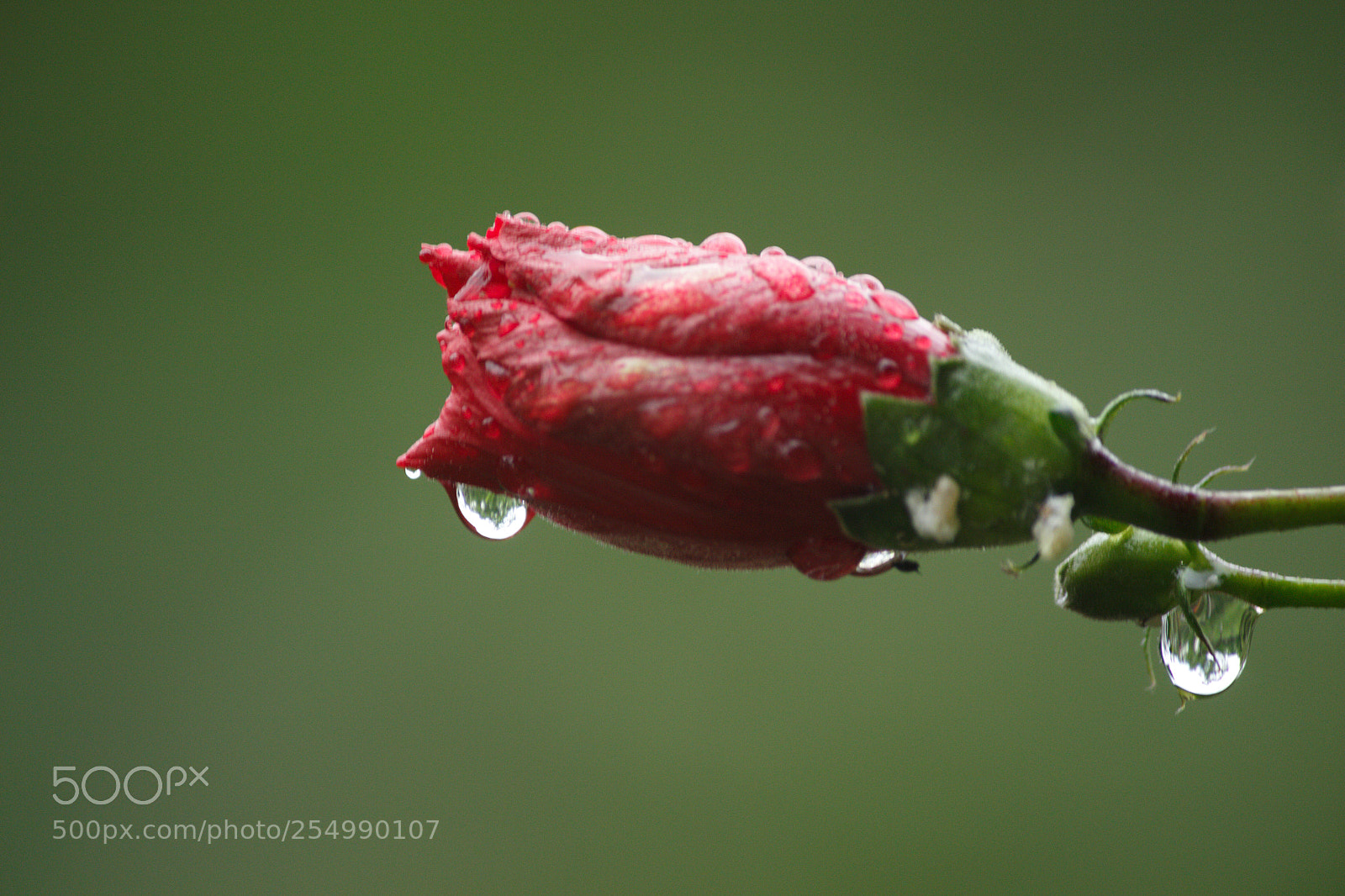Canon EOS 700D (EOS Rebel T5i / EOS Kiss X7i) sample photo. Untitled photography
