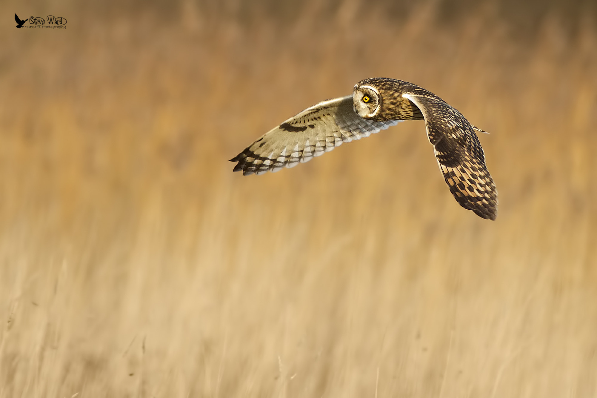 Combing the grasses