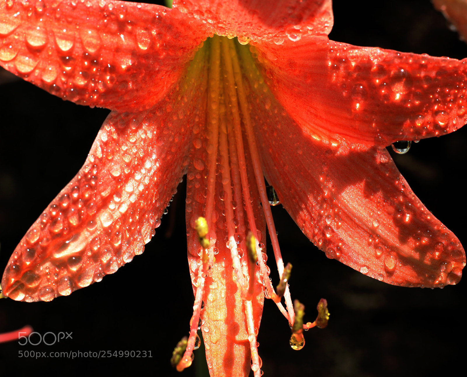 Canon EOS 60D sample photo. Water drops on flower photography