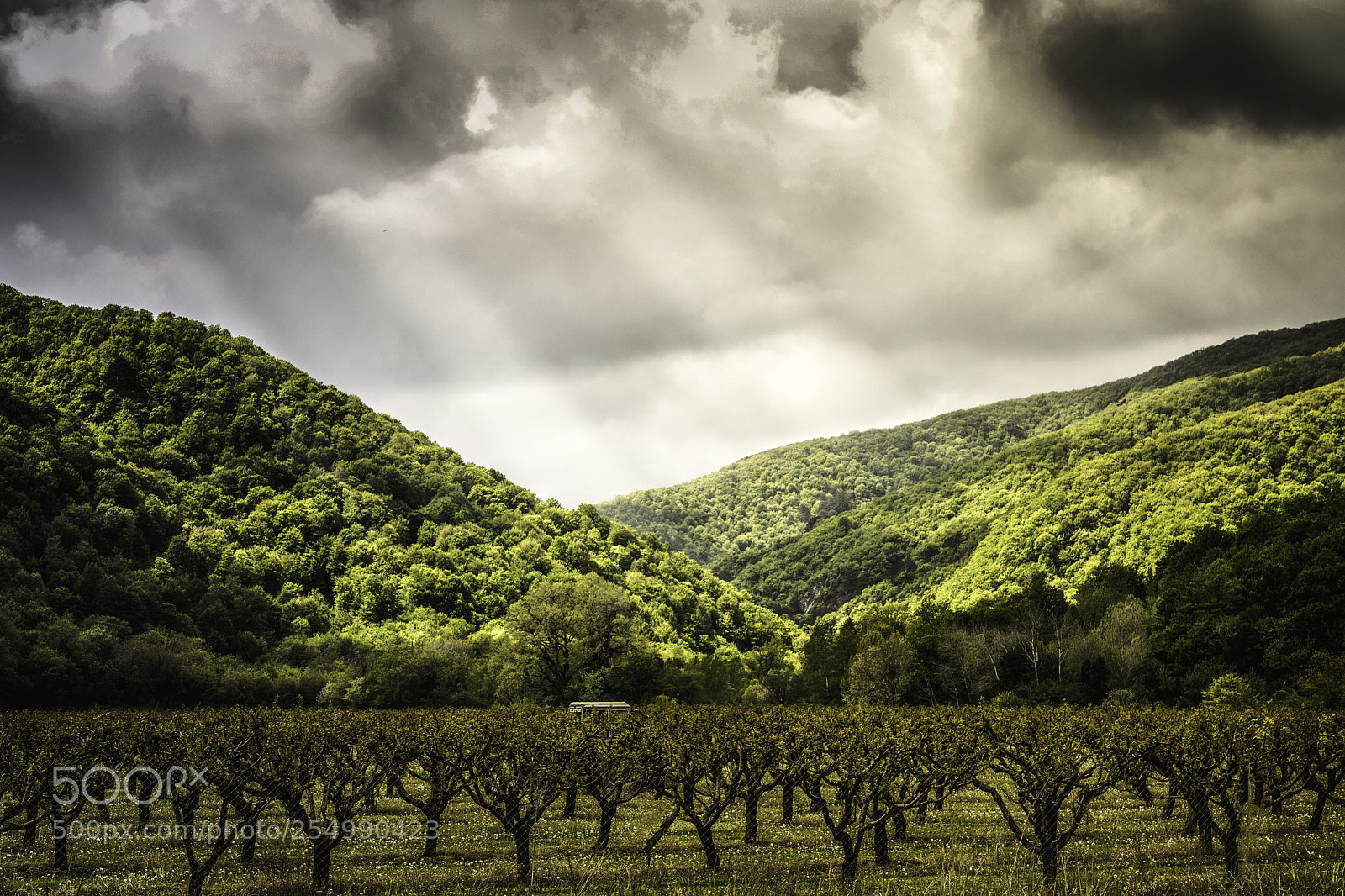Canon EOS 6D Mark II sample photo. Peach orchard photography
