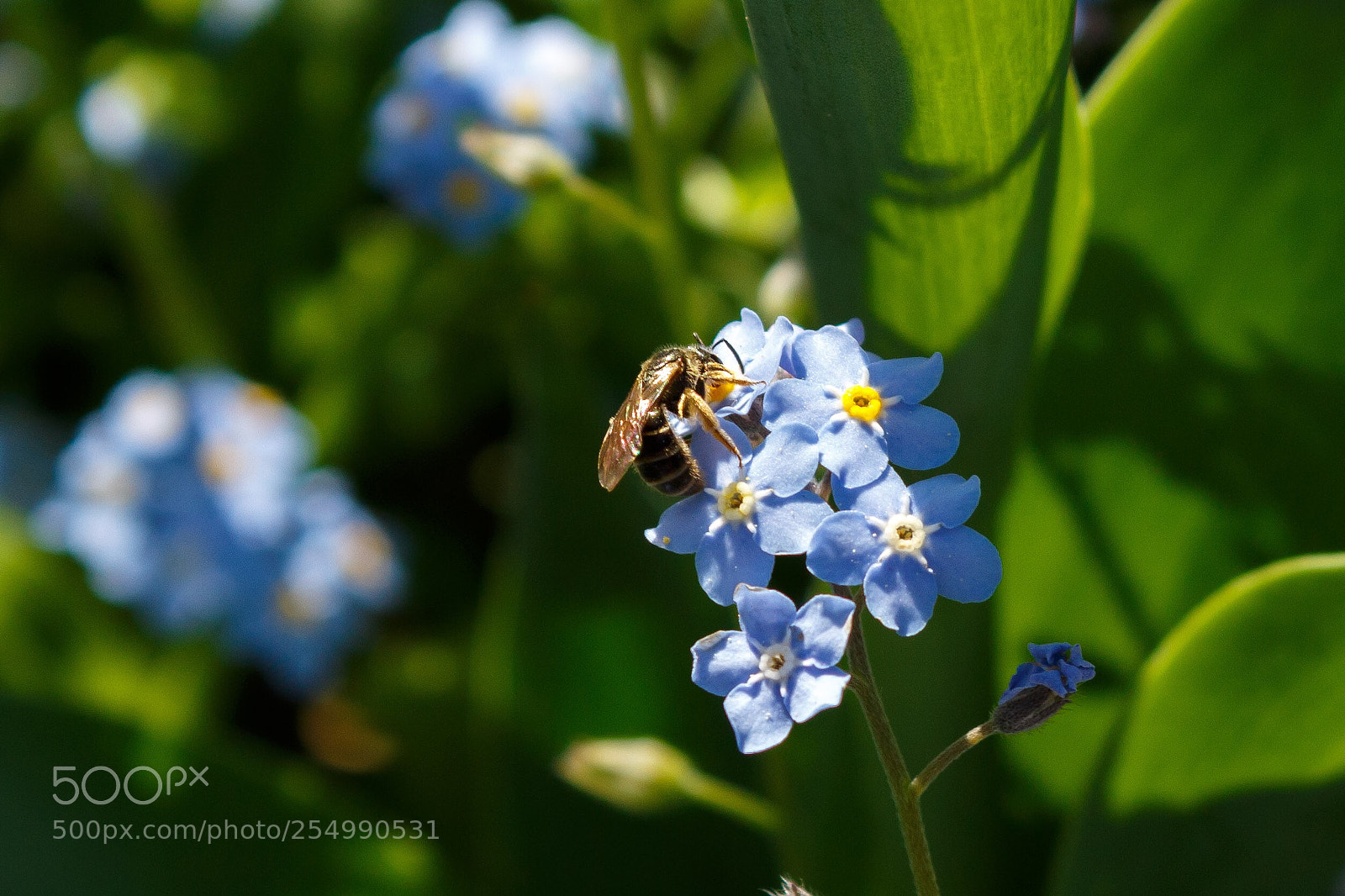 Canon EOS 100D (EOS Rebel SL1 / EOS Kiss X7) sample photo. Blue flowers. photography