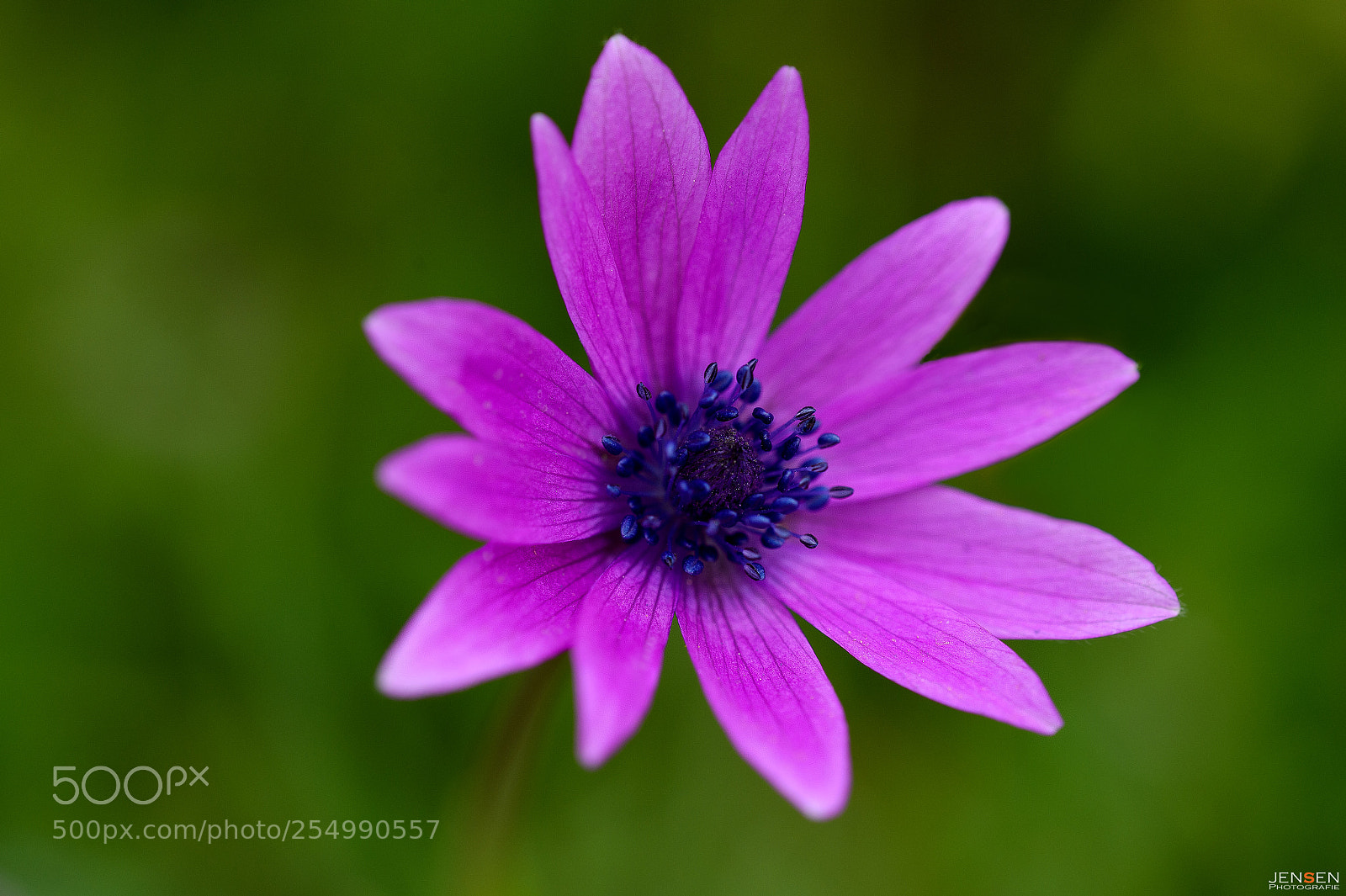 Nikon D4S sample photo. Croatian beauty photography