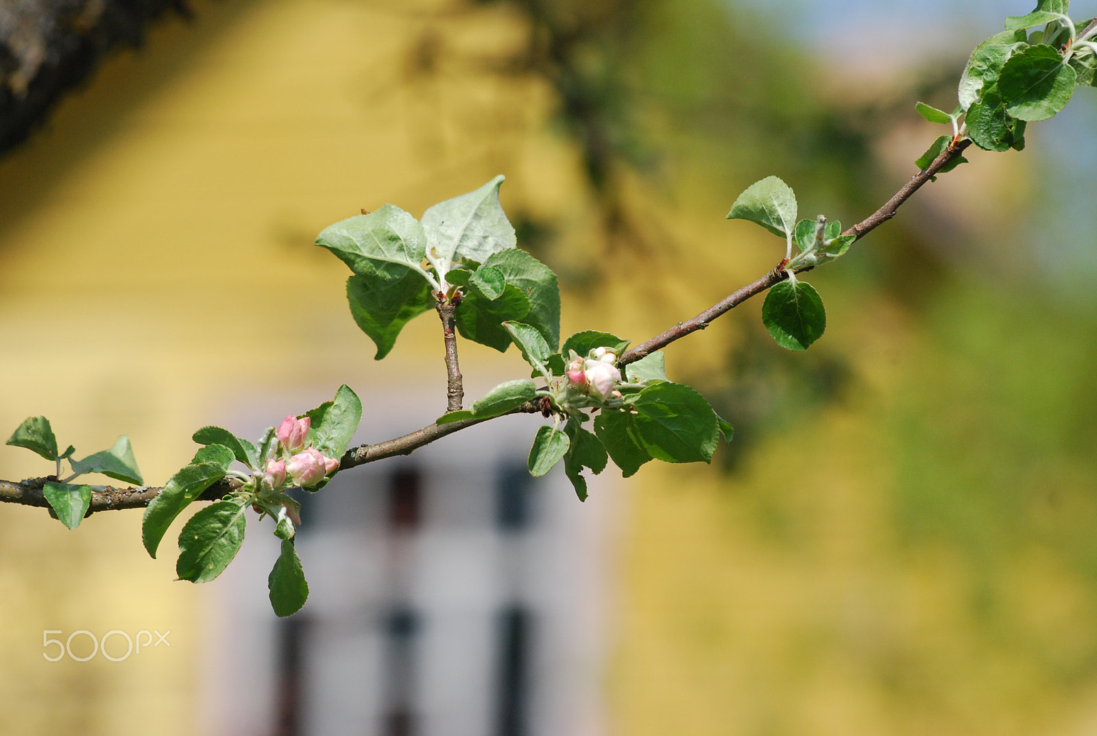 Sigma 70-300mm F4-5.6 APO Macro Super II sample photo. 192.jpg photography