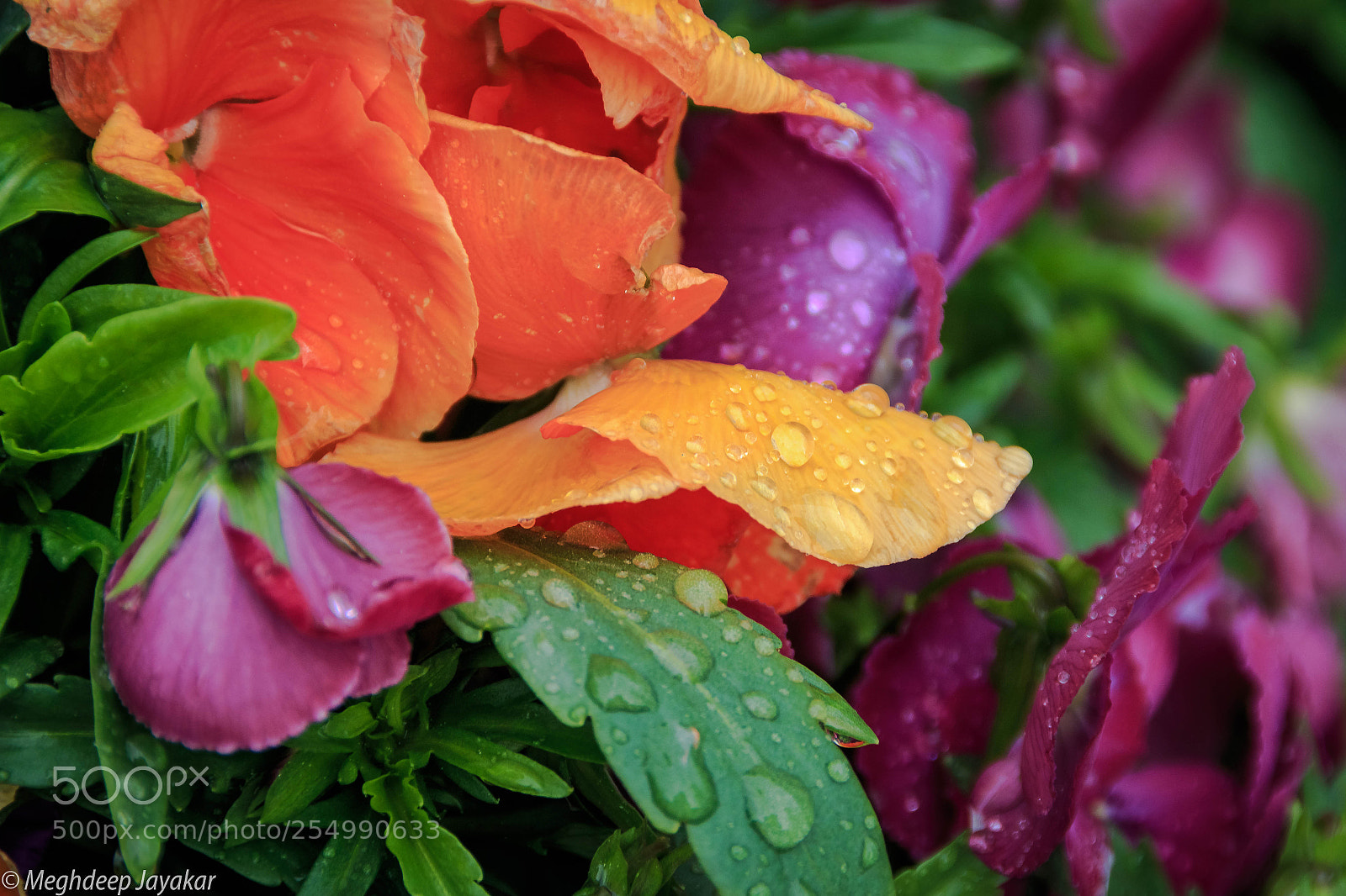 Canon EOS 70D sample photo. Burst of colour photography