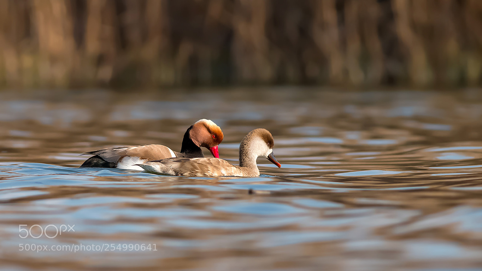 Canon EOS 70D sample photo. Red-crested pochard netta rufina photography