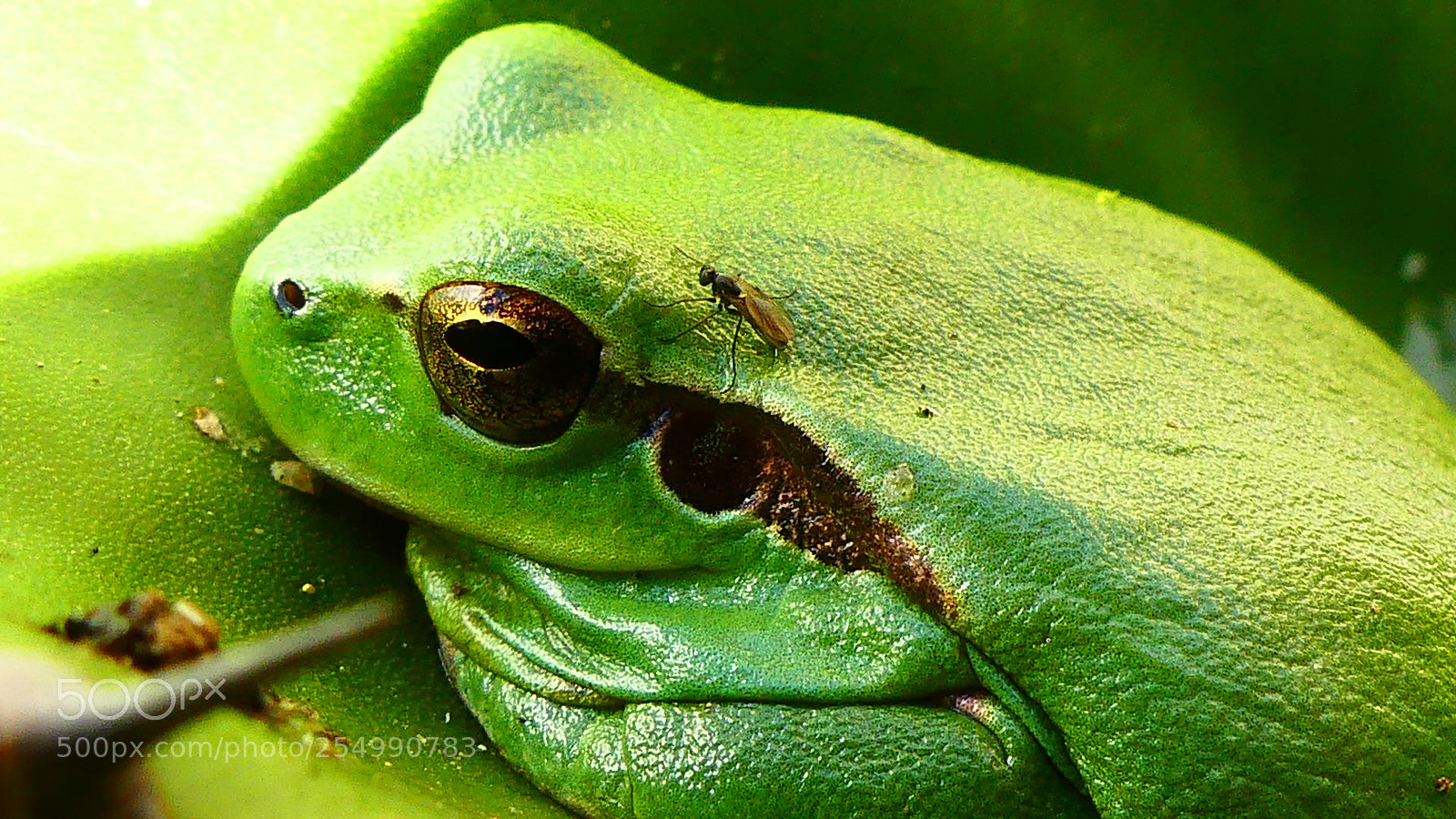 Panasonic Lumix DMC-FZ300 sample photo. P photography