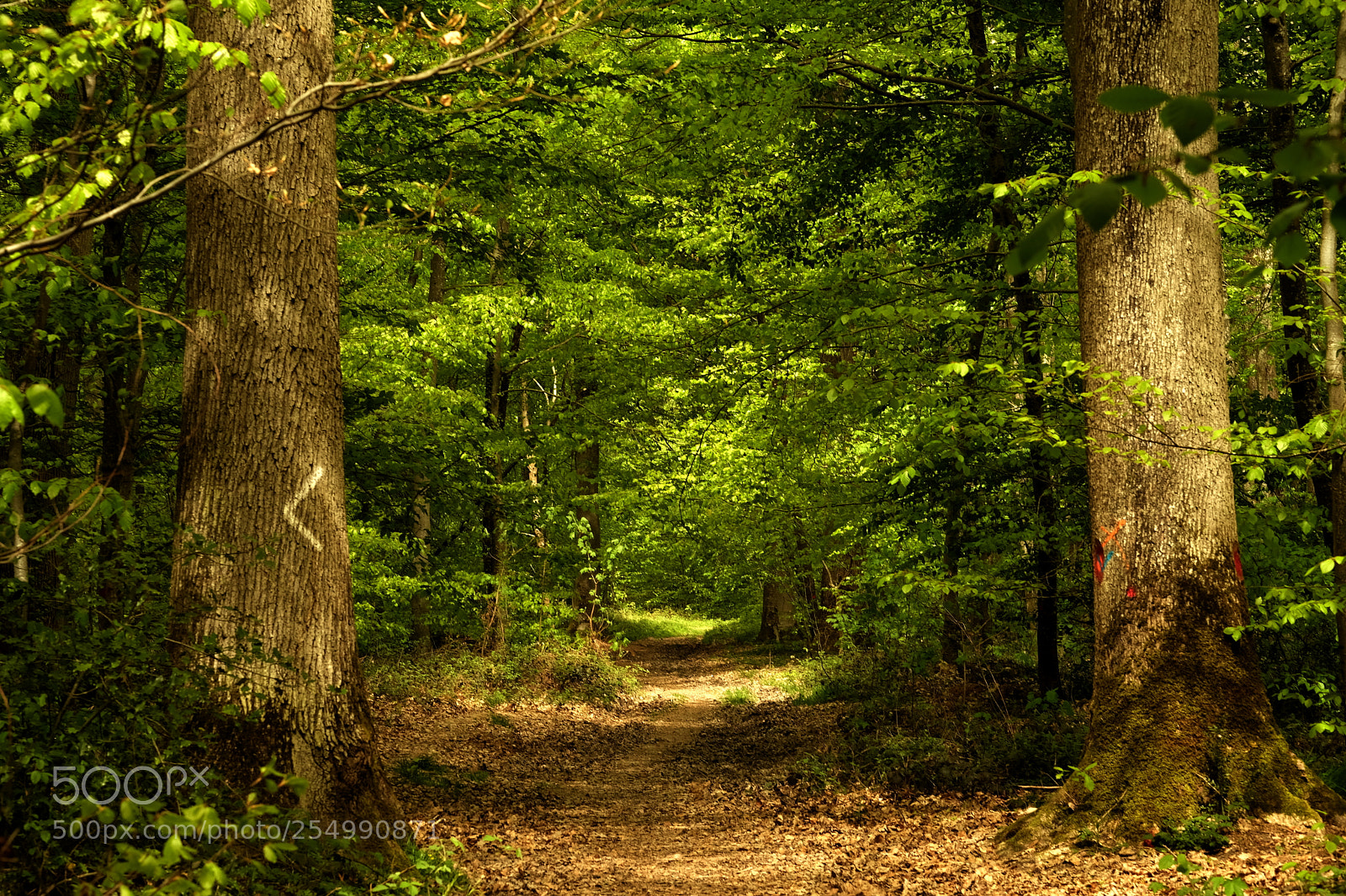 Fujifilm X-Pro2 sample photo. Forest. photography