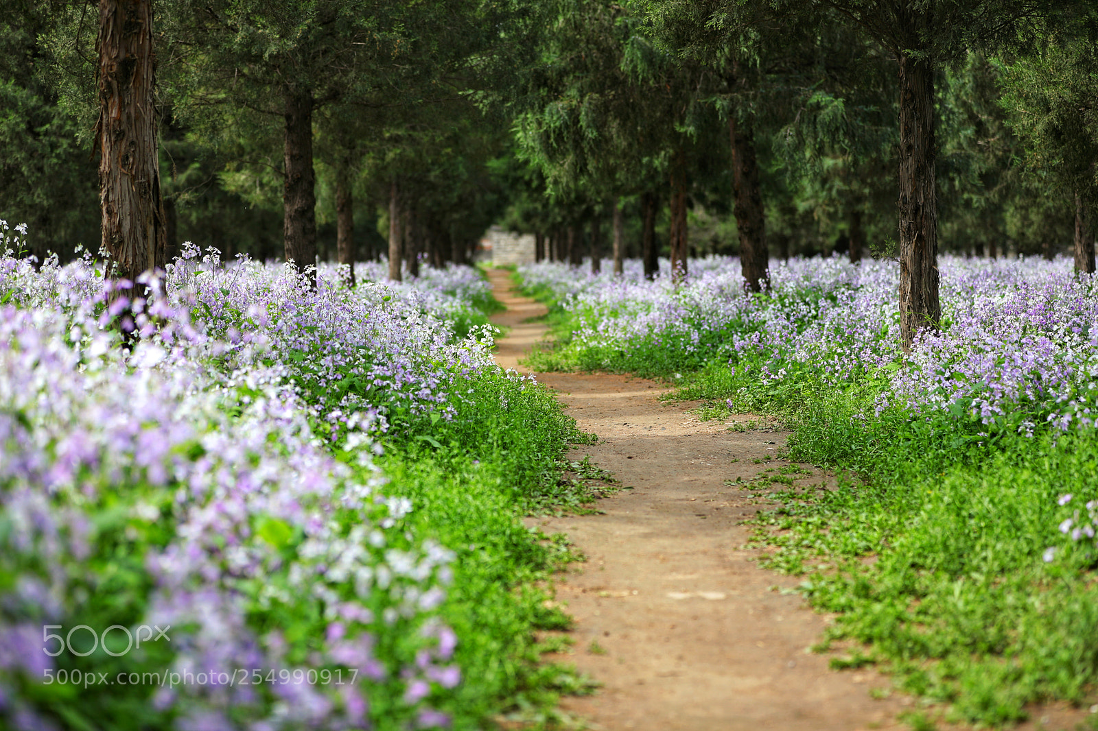 Canon EOS 5D Mark IV sample photo. 小径通兰 photography