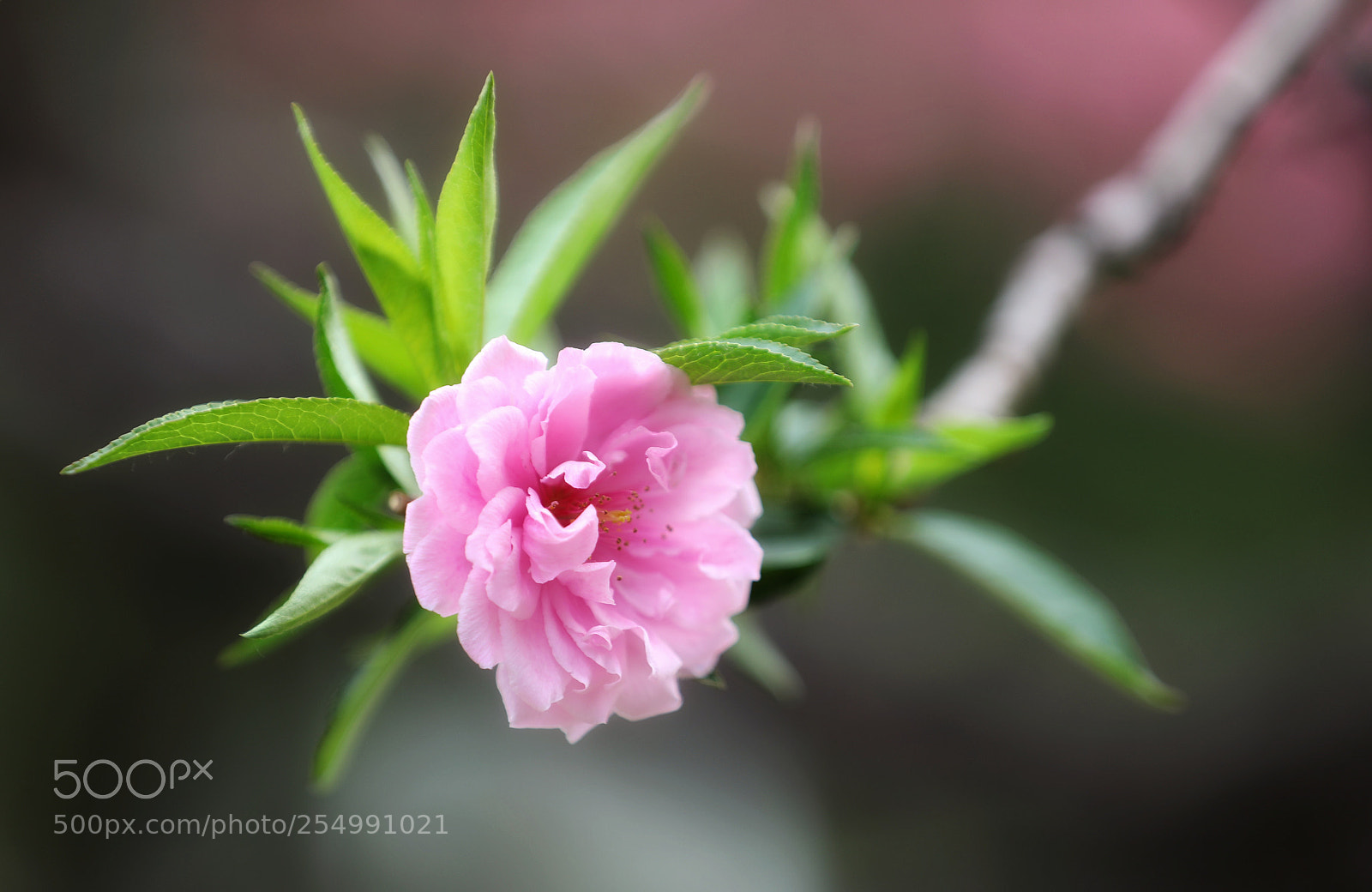 Canon EOS 5D Mark IV sample photo. 桃花 photography