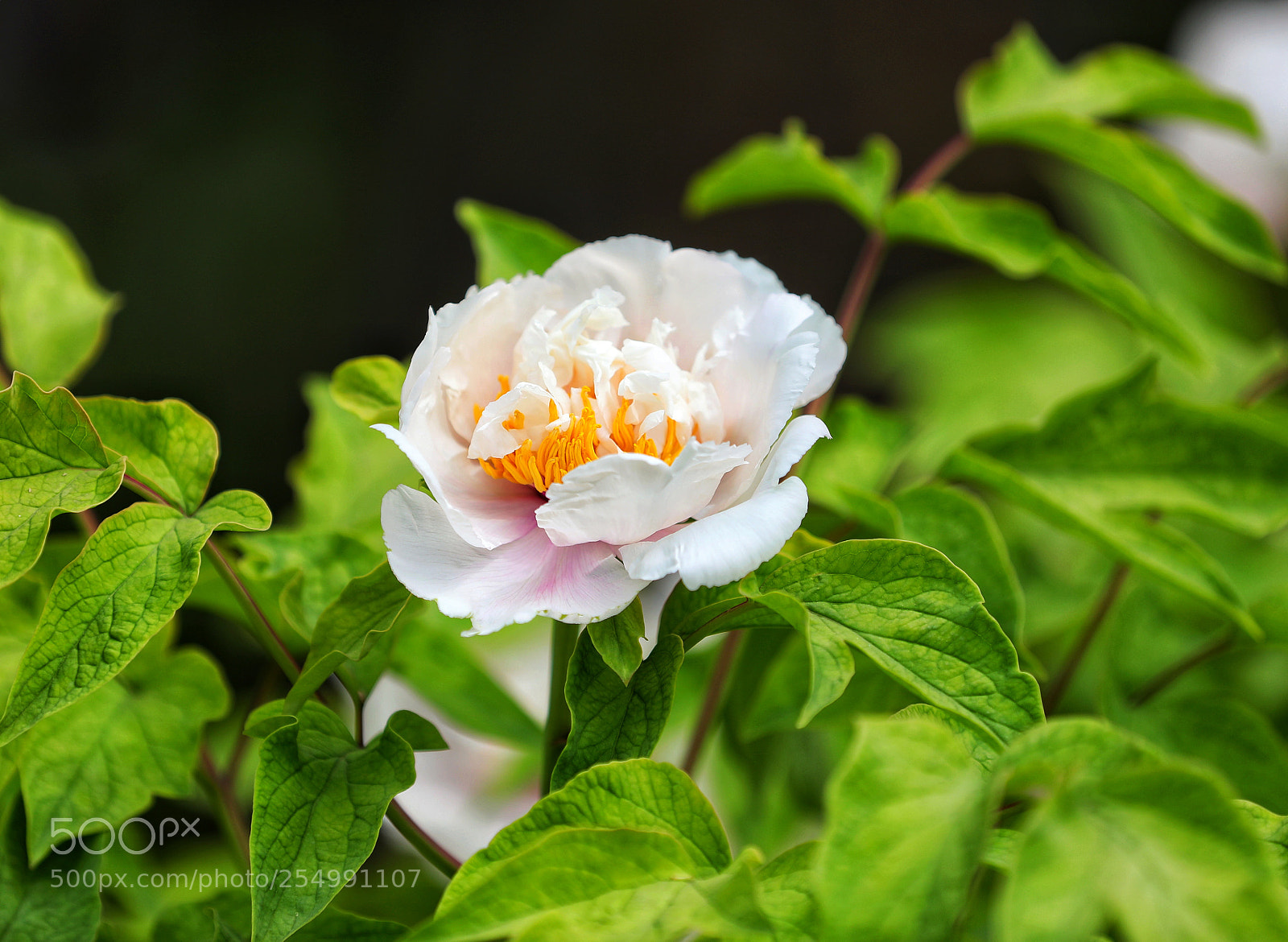 Canon EOS 5D Mark IV sample photo. 牡丹 photography