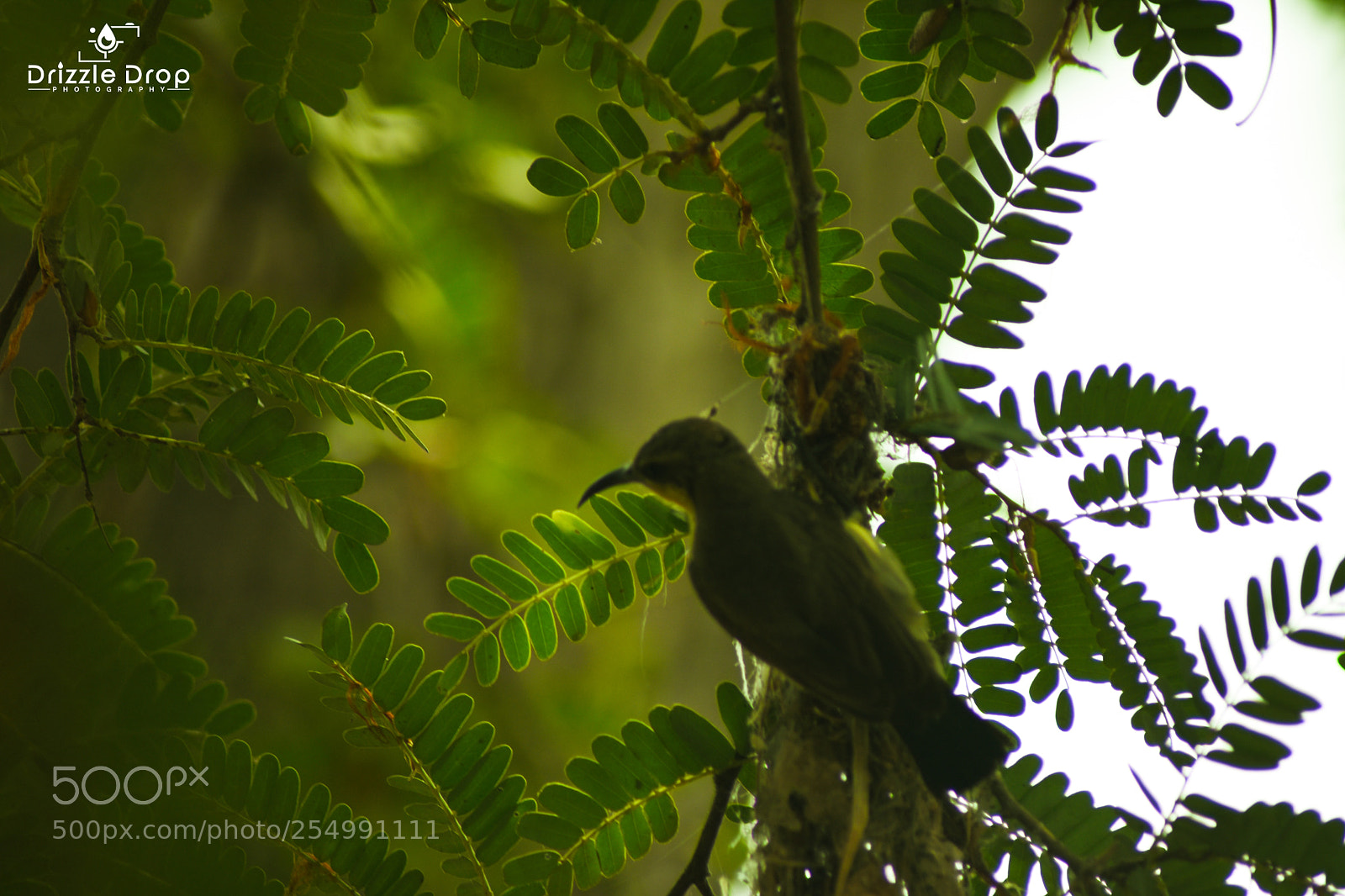 Nikon D7200 sample photo. Bird buty photography