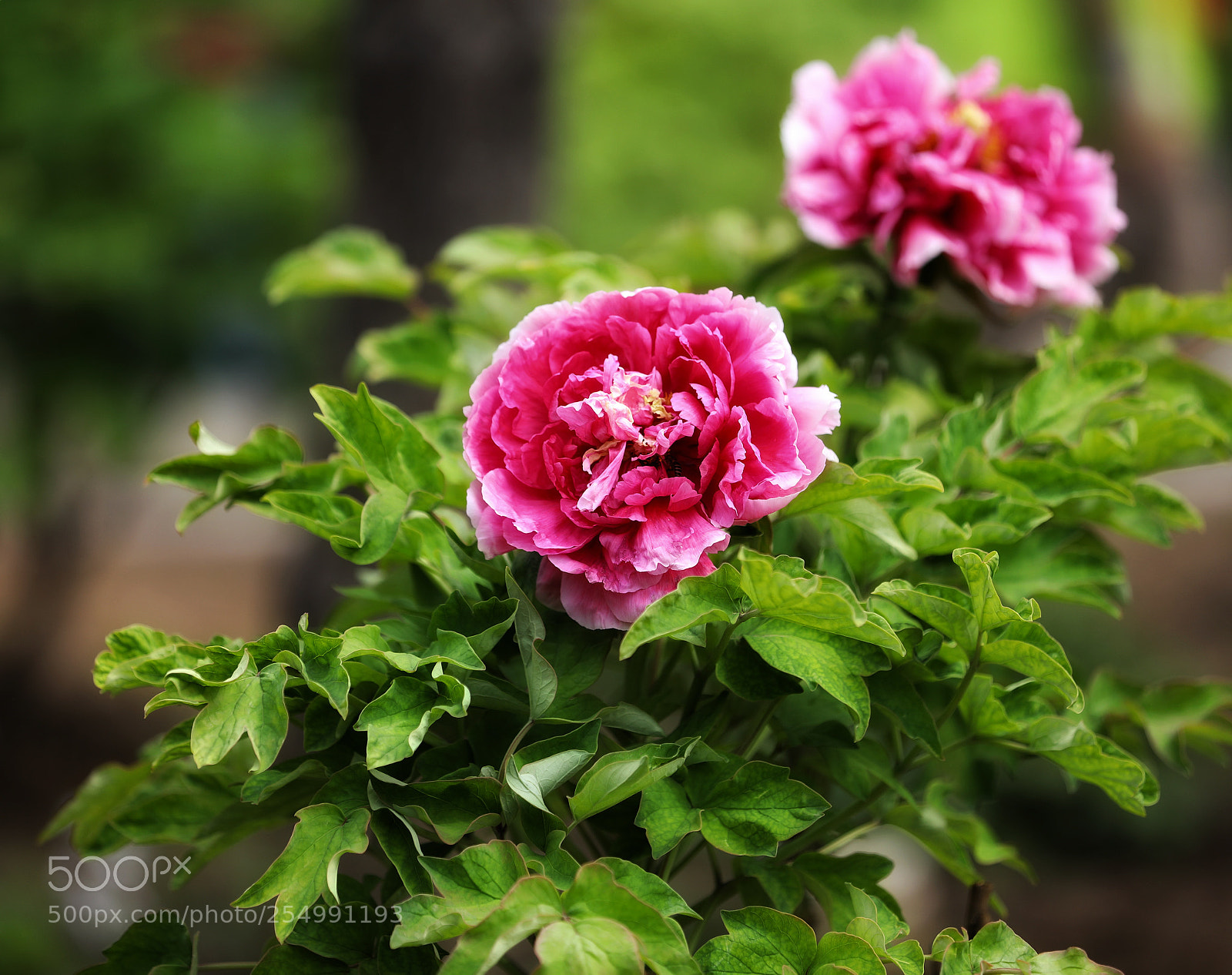 Canon EOS 5D Mark IV sample photo. 牡丹 photography