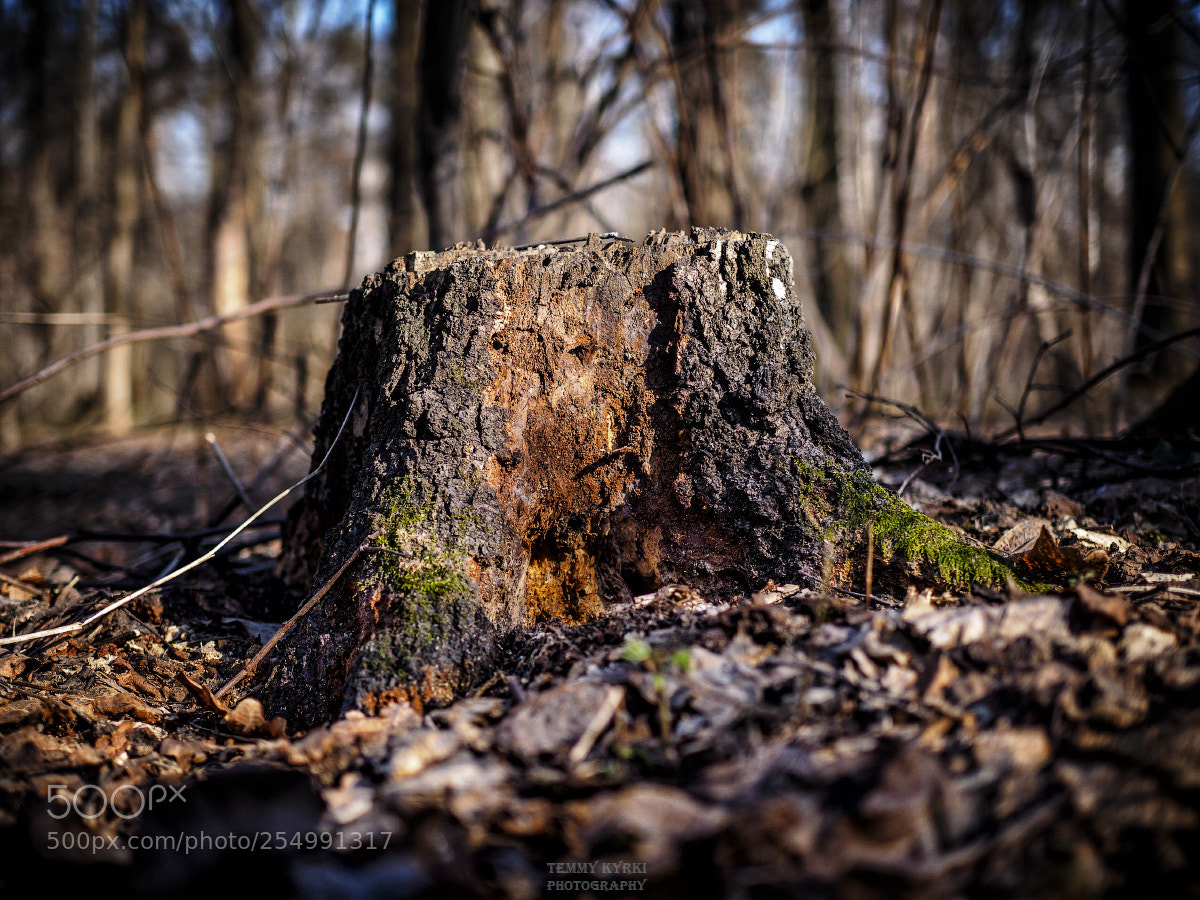 Olympus OM-D E-M1 sample photo. Stump photography