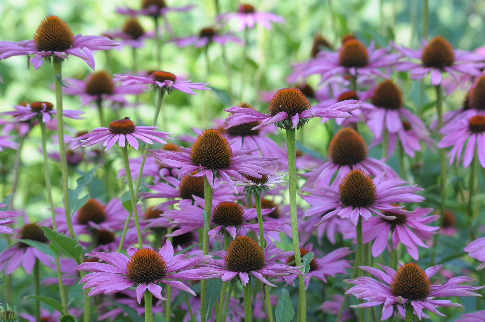 Sigma 70-300mm F4-5.6 APO Macro Super II sample photo. Dsc photography